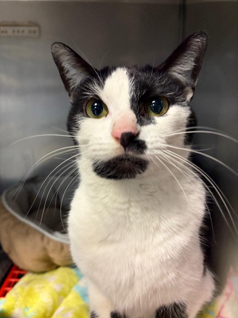 Pammy, Adoptable, Adult Female Domestic Short Hair.