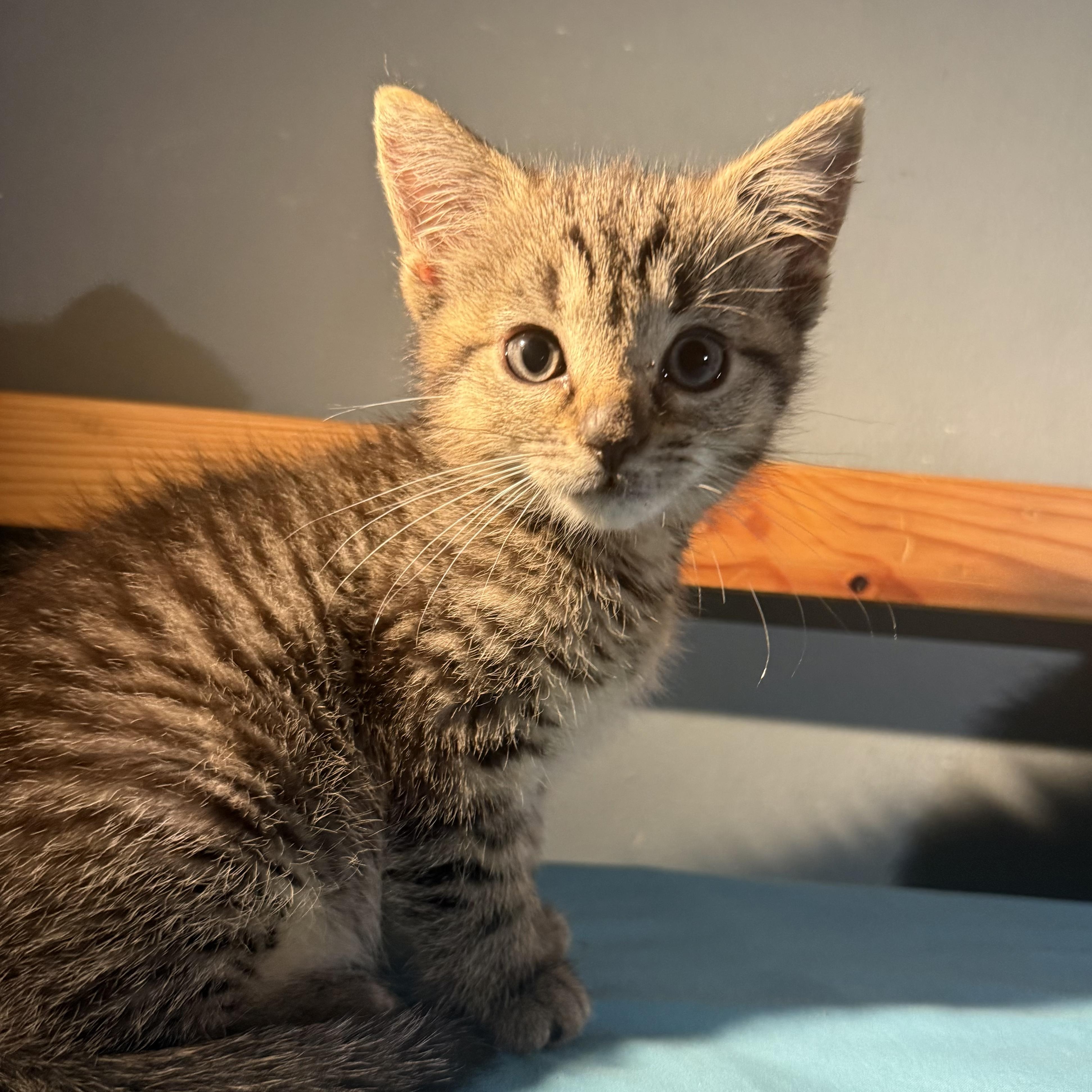 Forrest, a Adoptable mixed breed in Moriches, NY image 1/2