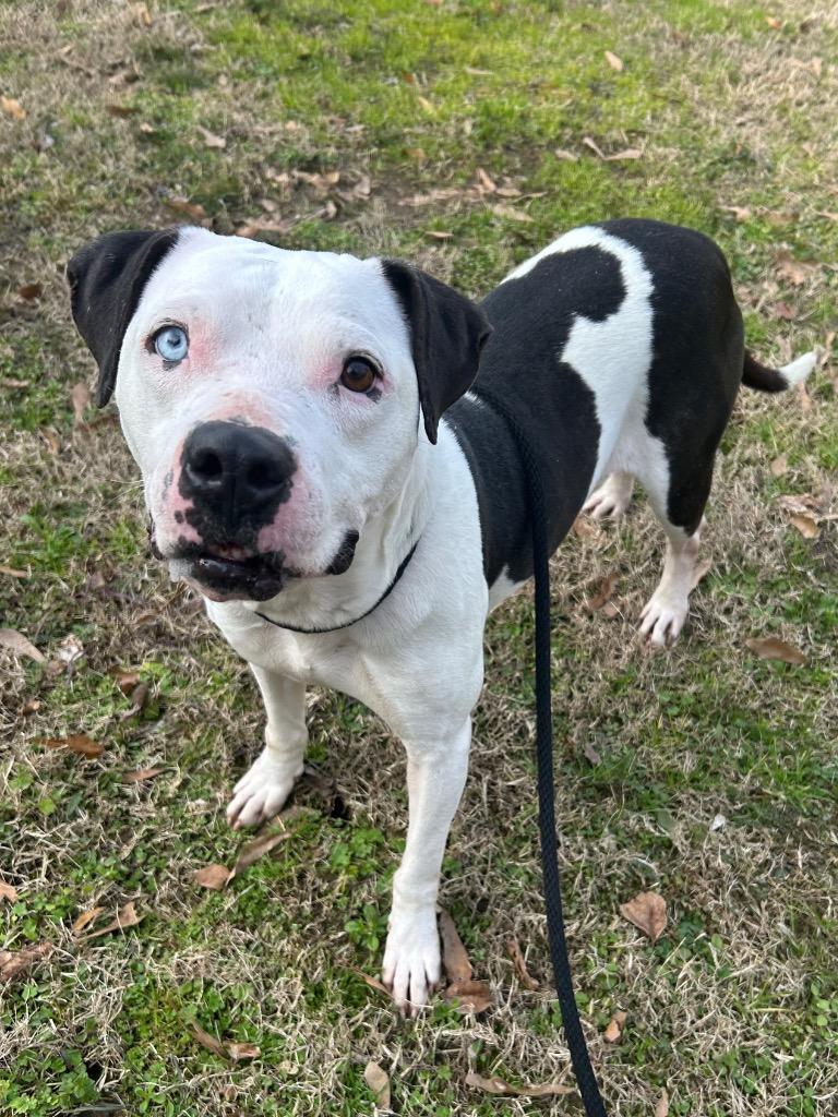 Enlarge Willow, a Adoptable Pit Bull Terrier in Benton, AR image 2/2
