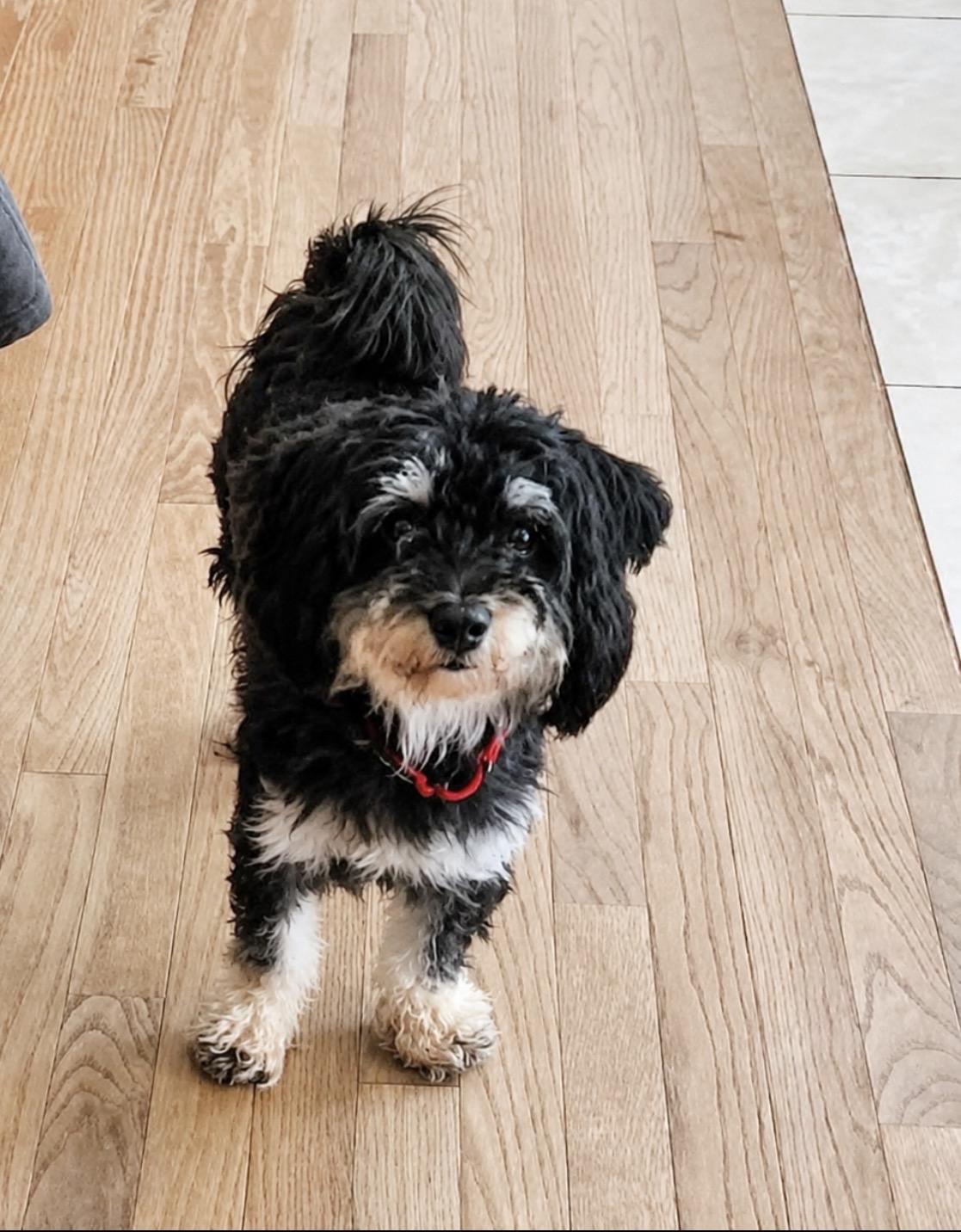 Lila, a Adoptable mixed breed in Huntingtown, MD image 3/5