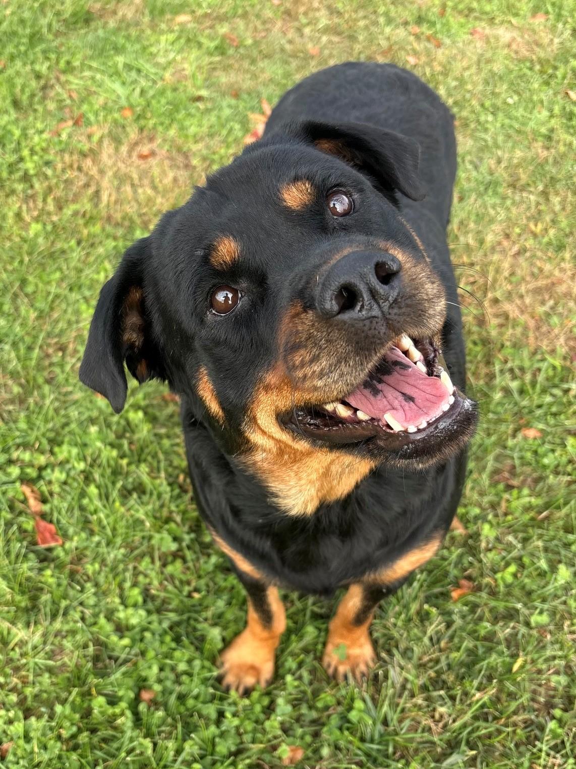 Enlarge Tiny, a Adoptable Rottweiler in Ionia, MI image 1/6