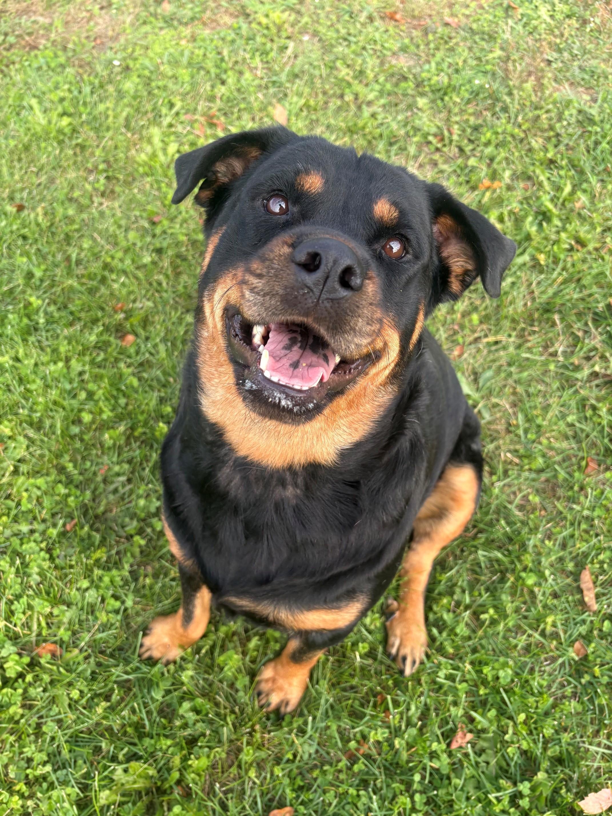 Enlarge Tiny, a Adoptable Rottweiler in Ionia, MI image 2/6