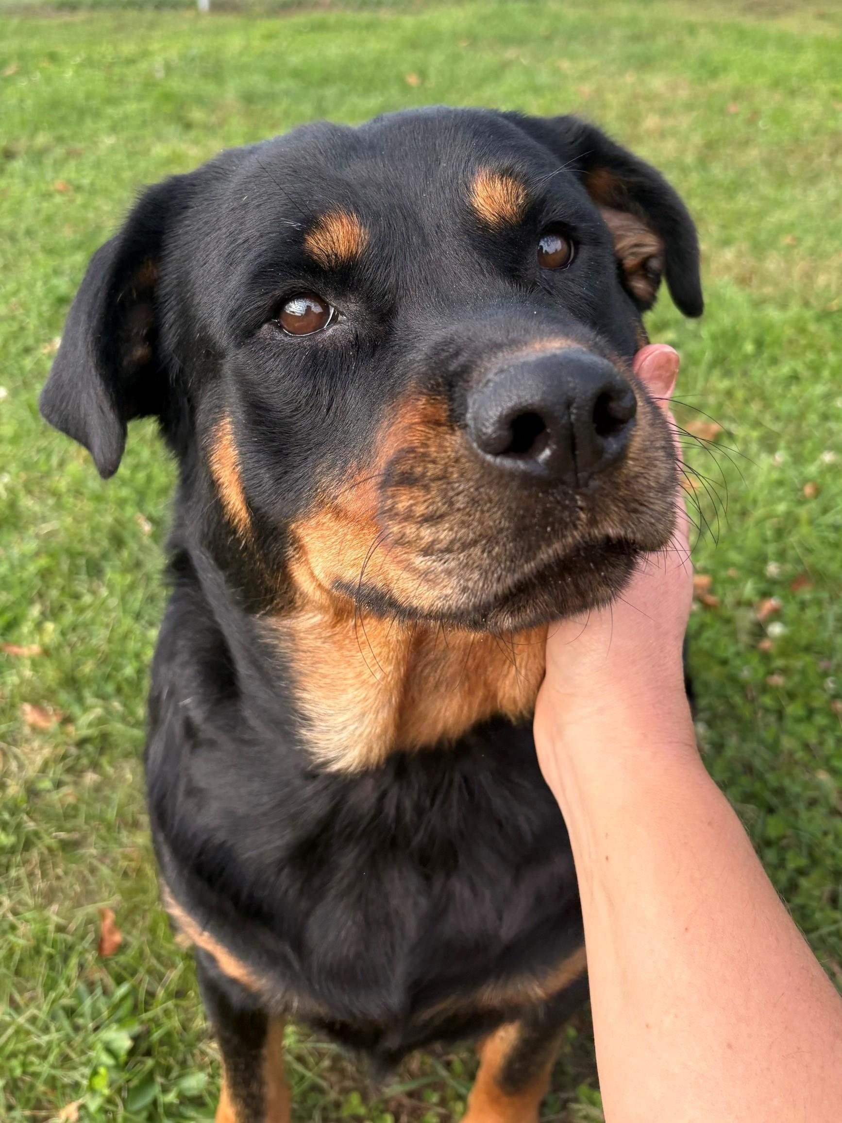 Enlarge Tiny, a Adoptable Rottweiler in Ionia, MI image 5/6