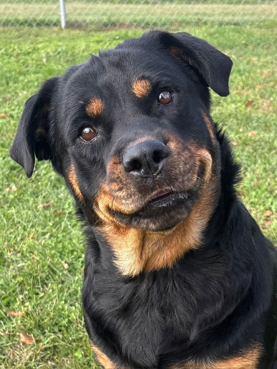 Enlarge Tiny, a Adoptable Rottweiler in Ionia, MI image 6/6