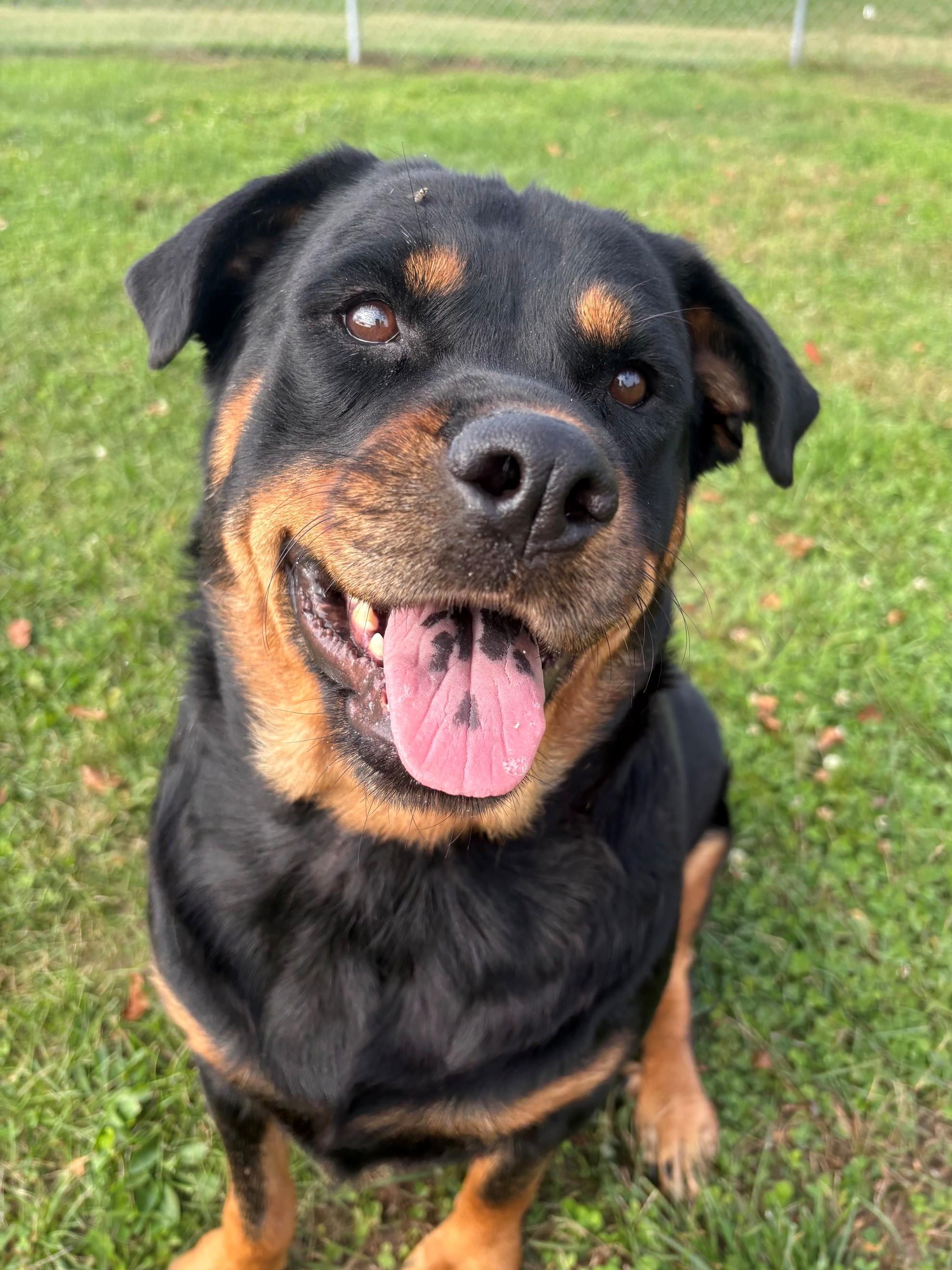 Enlarge Tiny, a Adoptable Rottweiler in Ionia, MI image 4/6