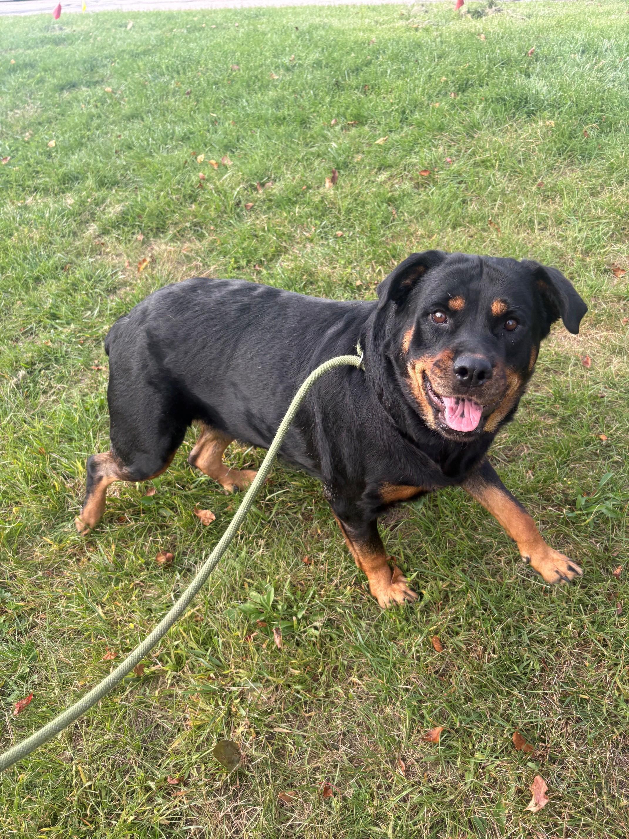 Enlarge Tiny, a Adoptable Rottweiler in Ionia, MI image 3/6