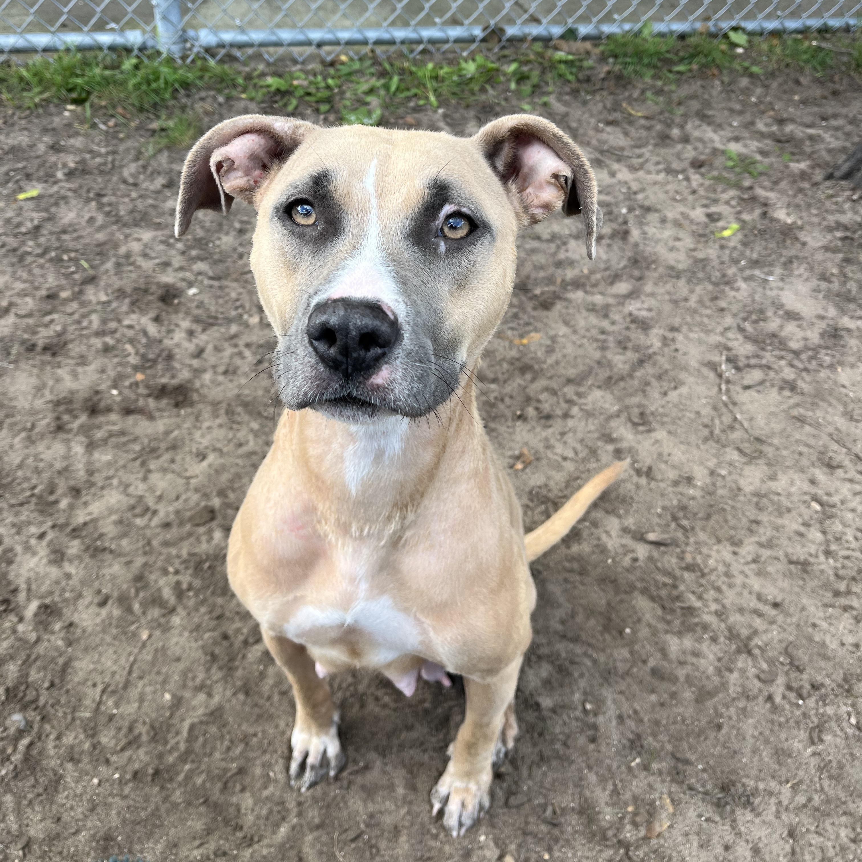 Enlarge Wendy, a Adoptable mixed breed in Mount Pleasant, MI image 3/5