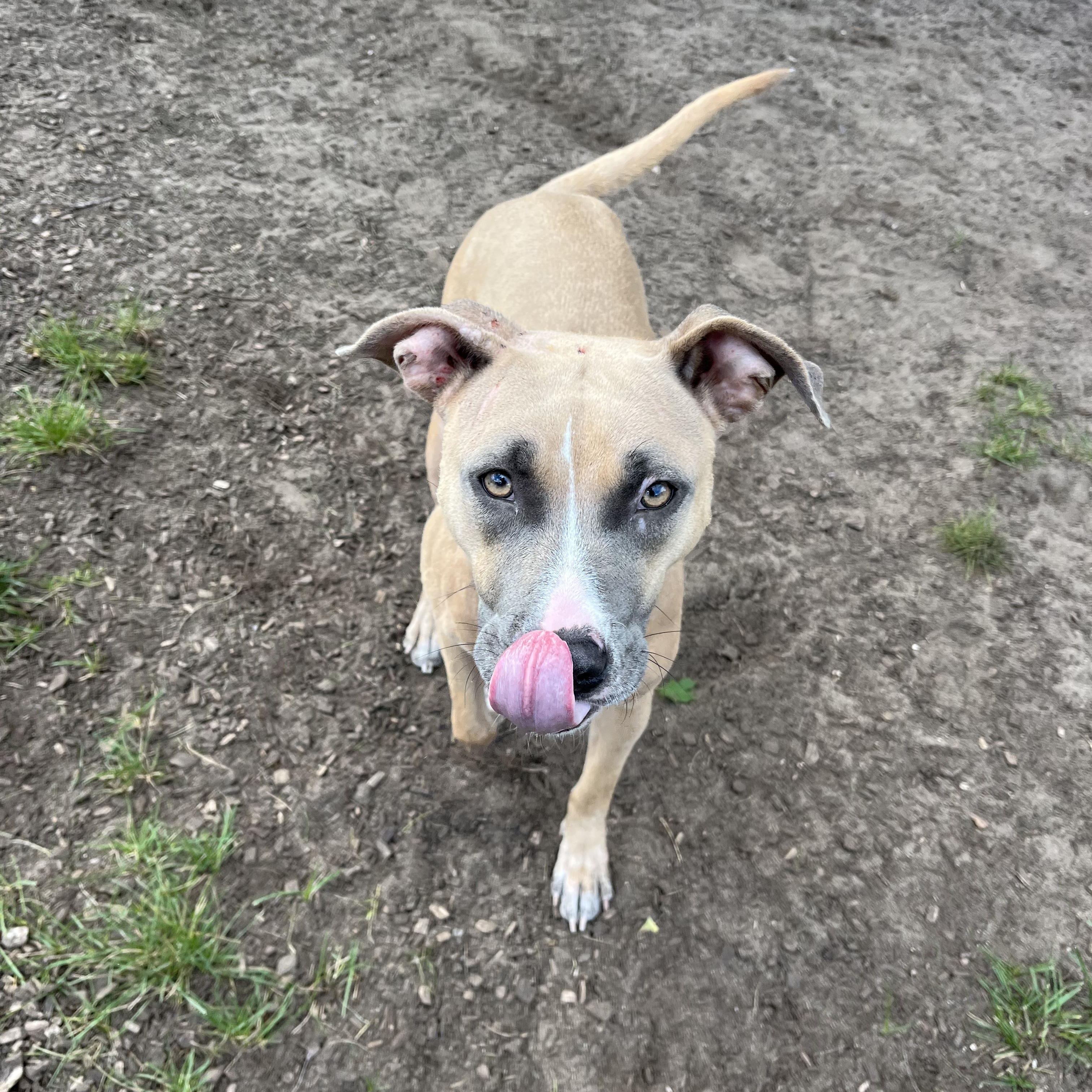 Enlarge Wendy, a Adoptable mixed breed in Mount Pleasant, MI image 5/5