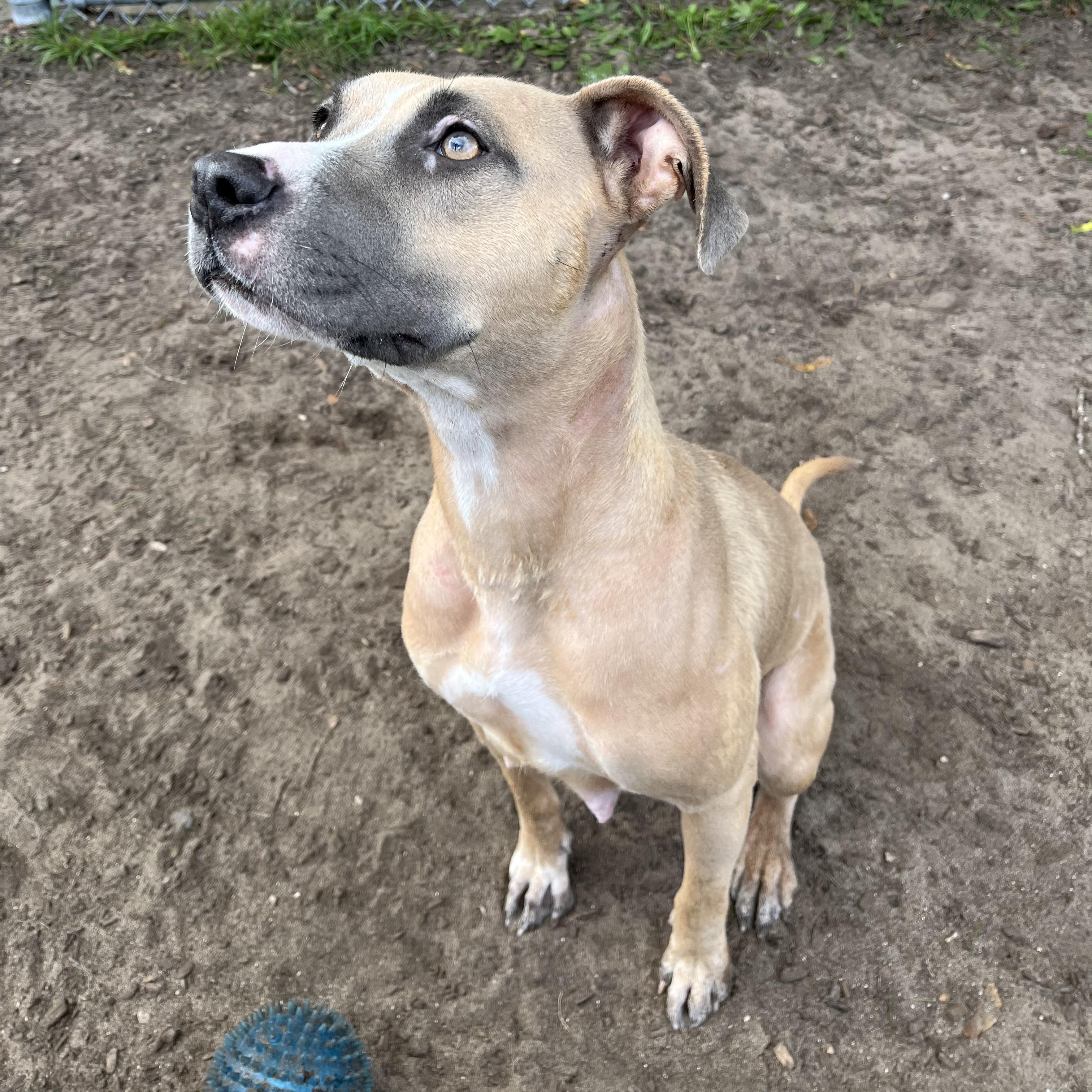 Enlarge Wendy, a Adoptable mixed breed in Mount Pleasant, MI image 2/5
