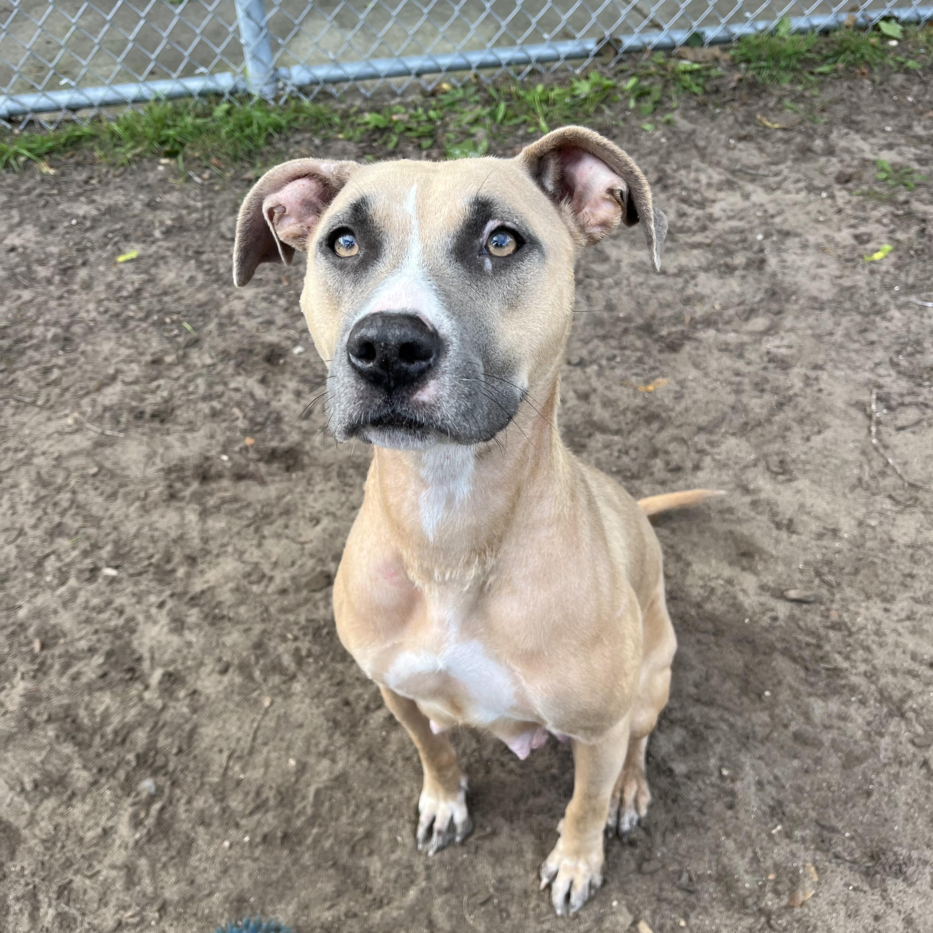 Wendy, Adoptable, Young Female Yellow Labrador Retriever.