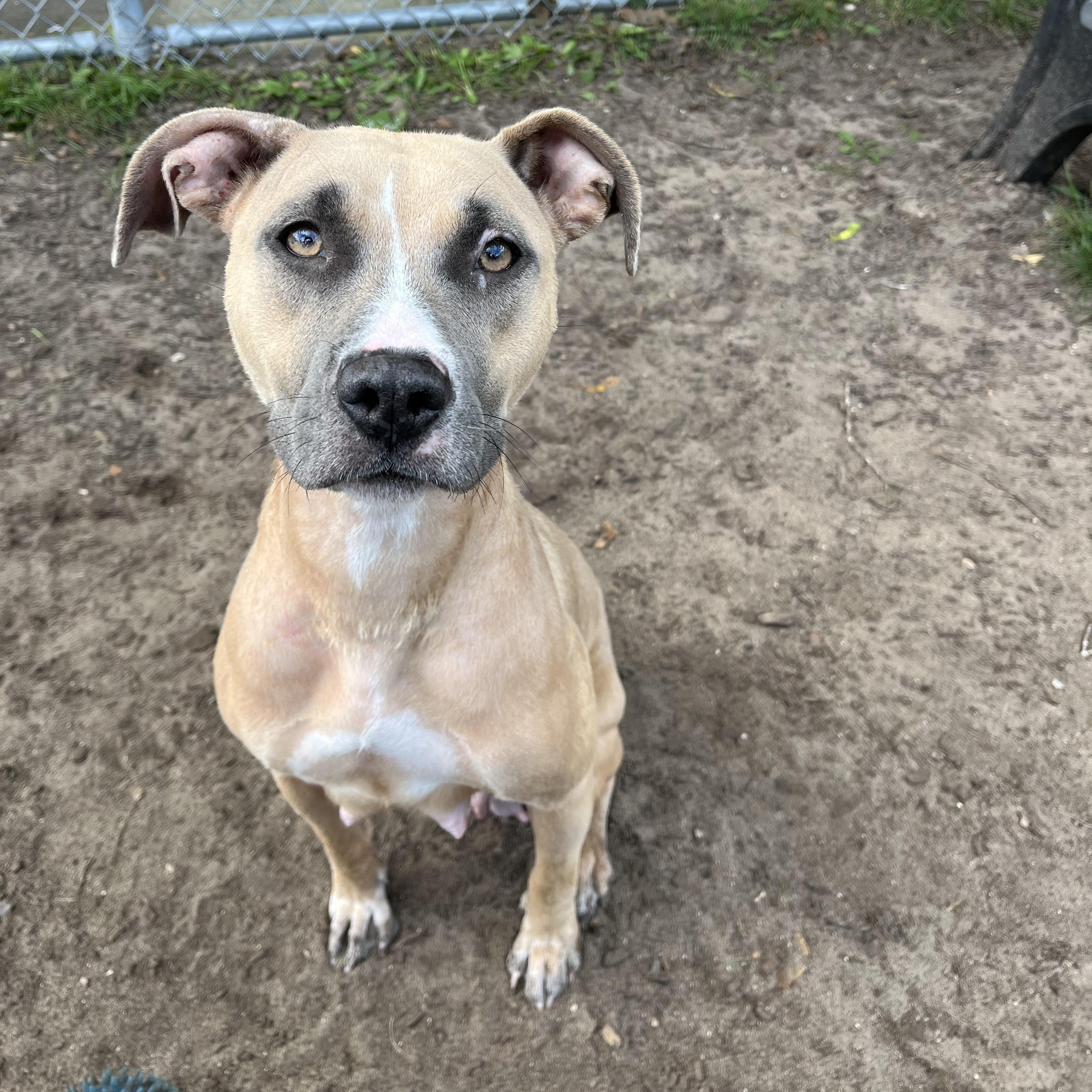 Enlarge Wendy, a Adoptable mixed breed in Mount Pleasant, MI image 4/5
