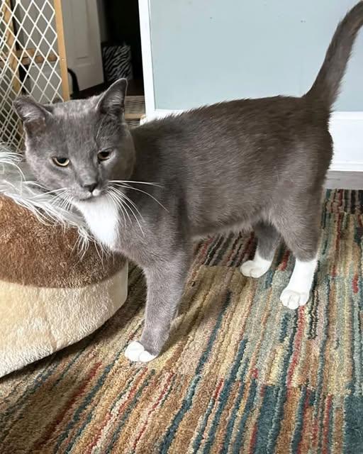 Eugene, Adoptable, Adult Male Domestic Short Hair.