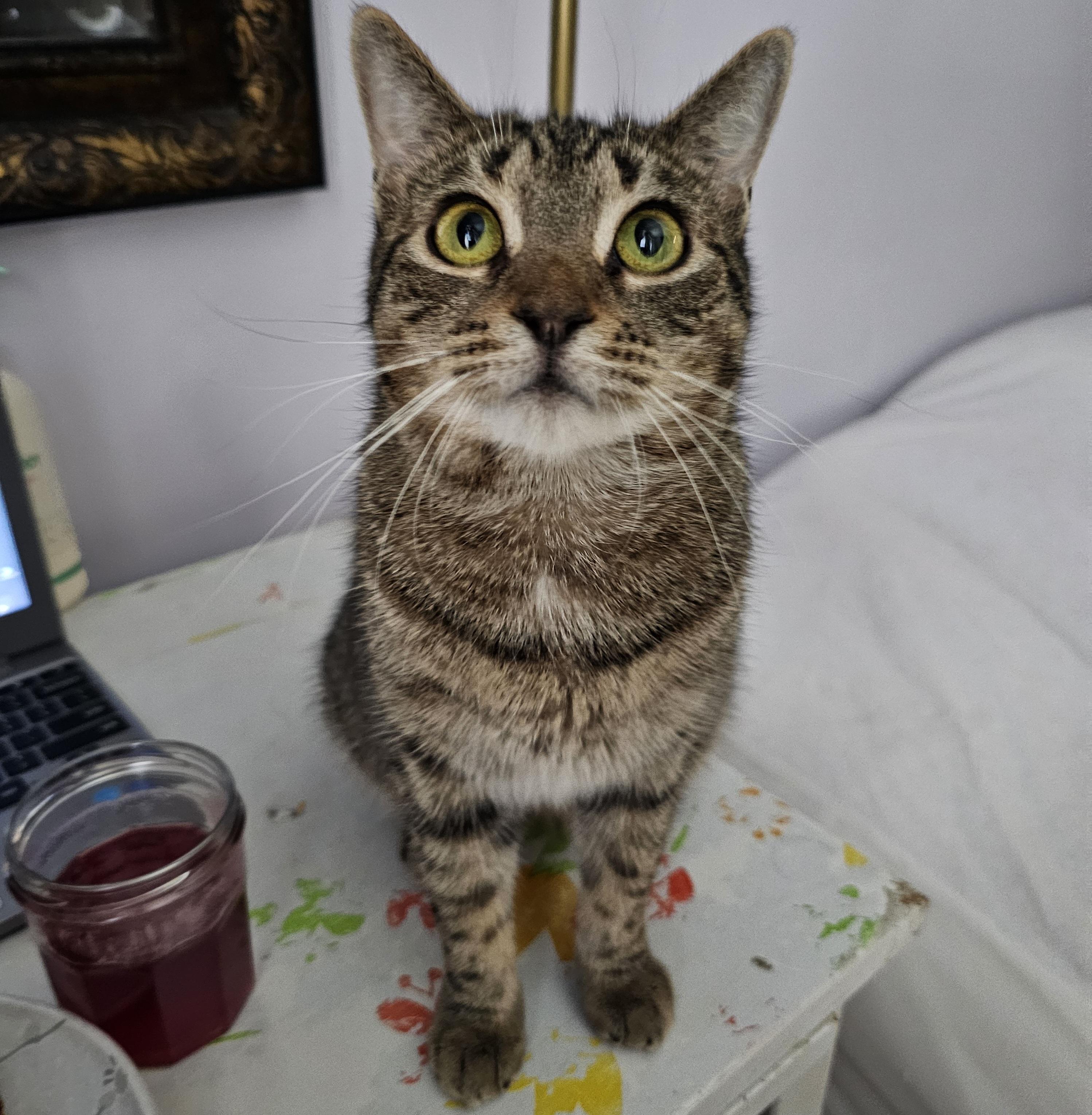 Enlarge Coco, an adoption pending Domestic Short Hair in Ridgefield, CT image 3/6