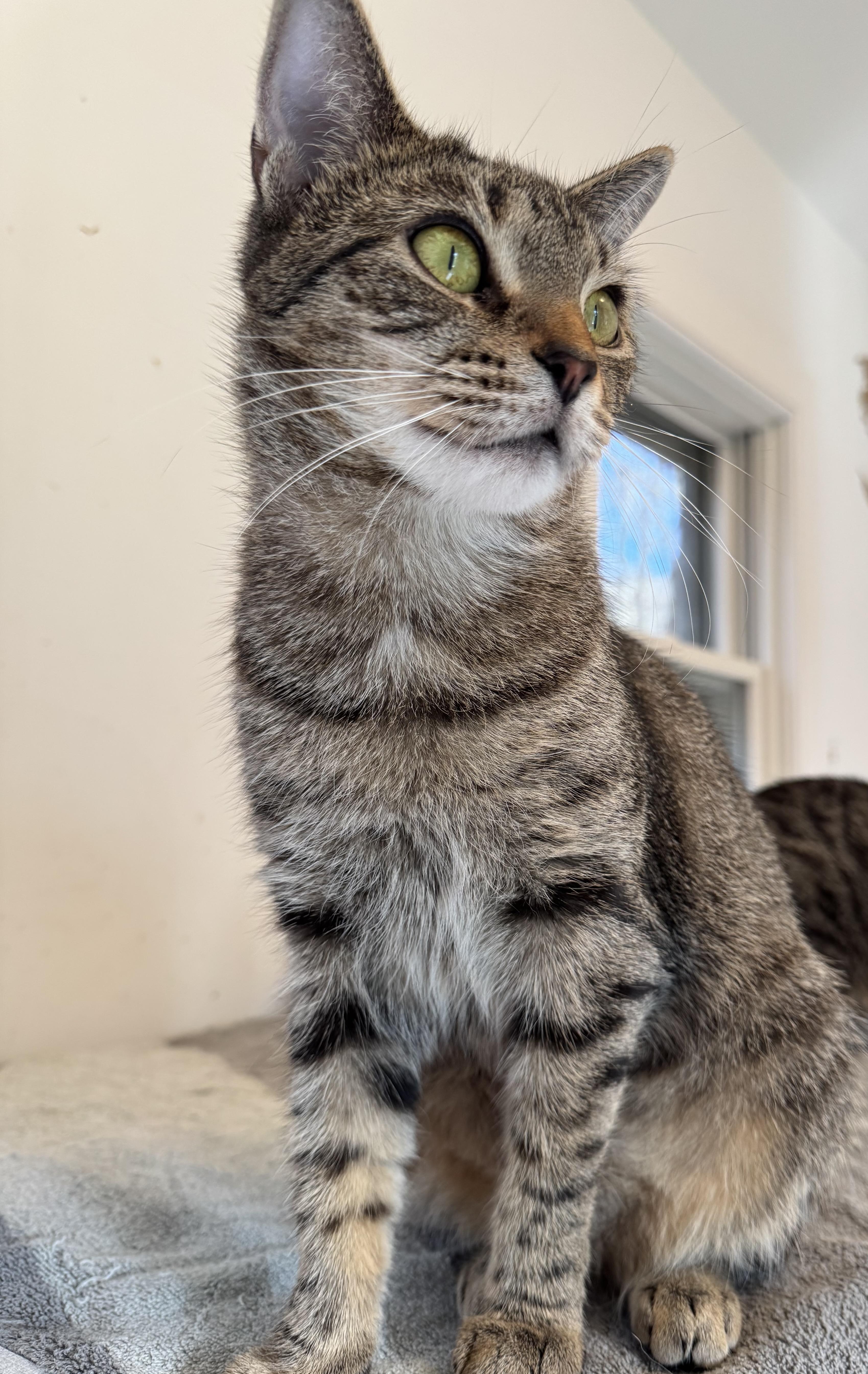 Enlarge Coco, a Adoptable Domestic Short Hair in Ridgefield, CT image 4/6