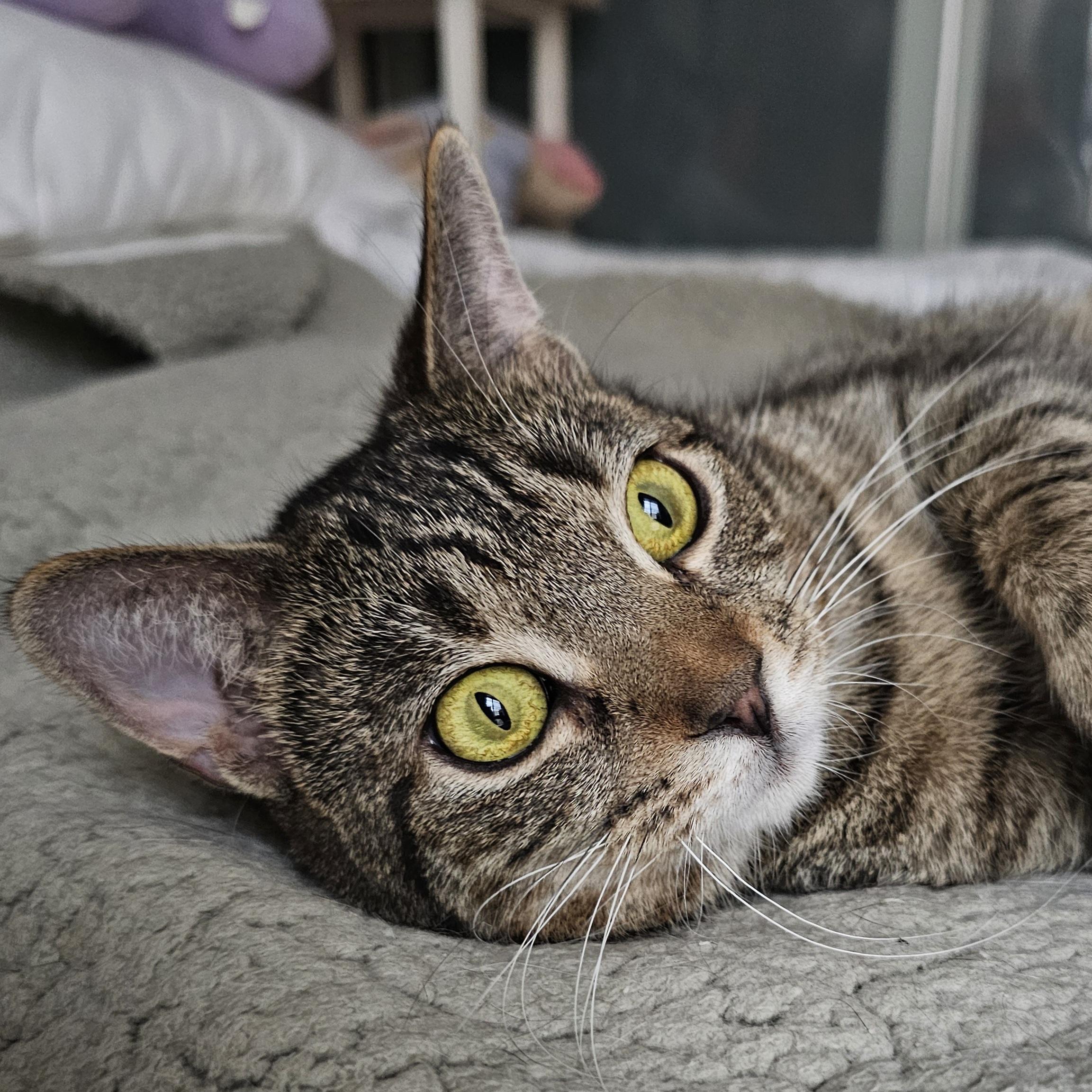 Enlarge Coco, an adoption pending Domestic Short Hair in Ridgefield, CT image 4/6