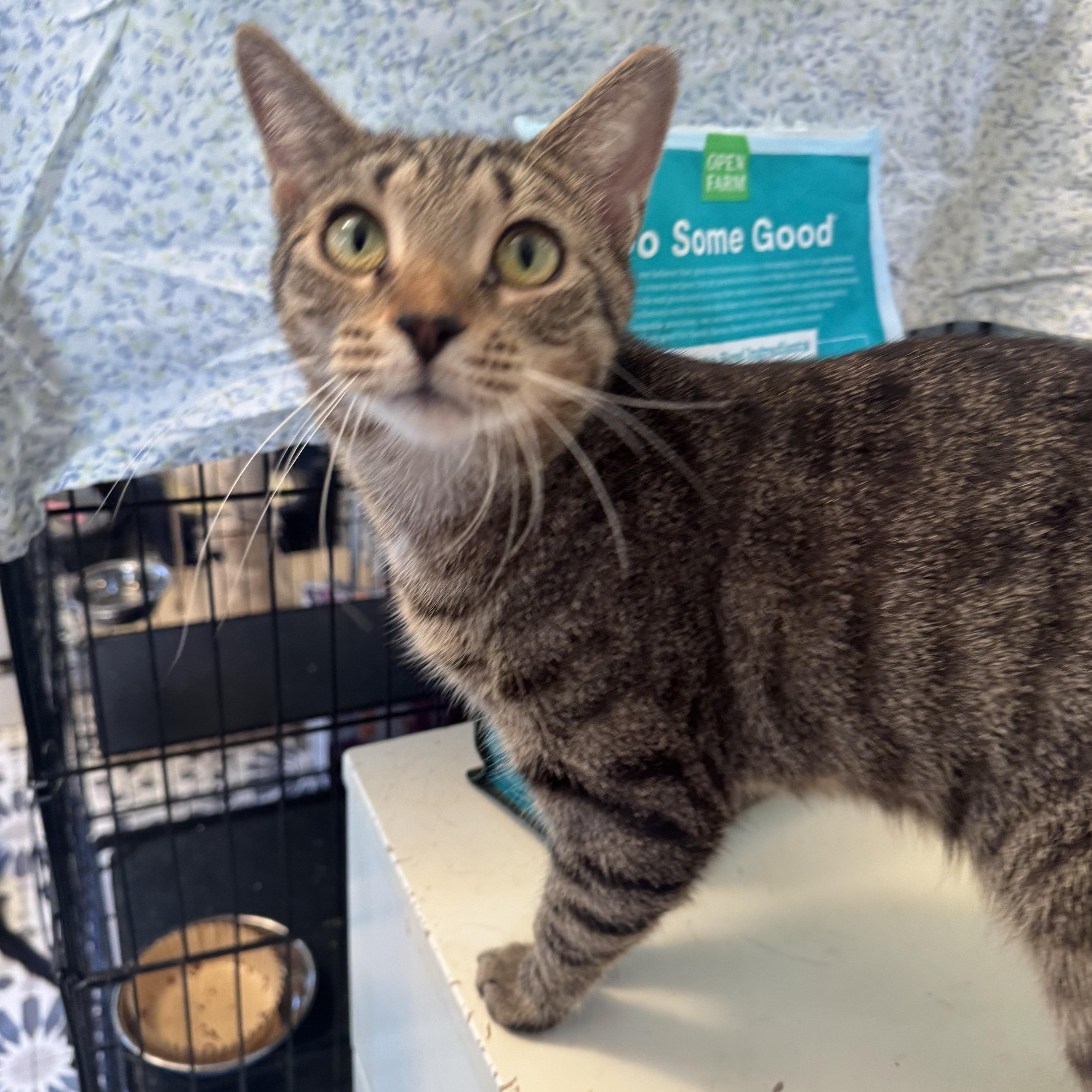 Cat for adoption - Coco, a Domestic Short Hair in Ridgefield, CT