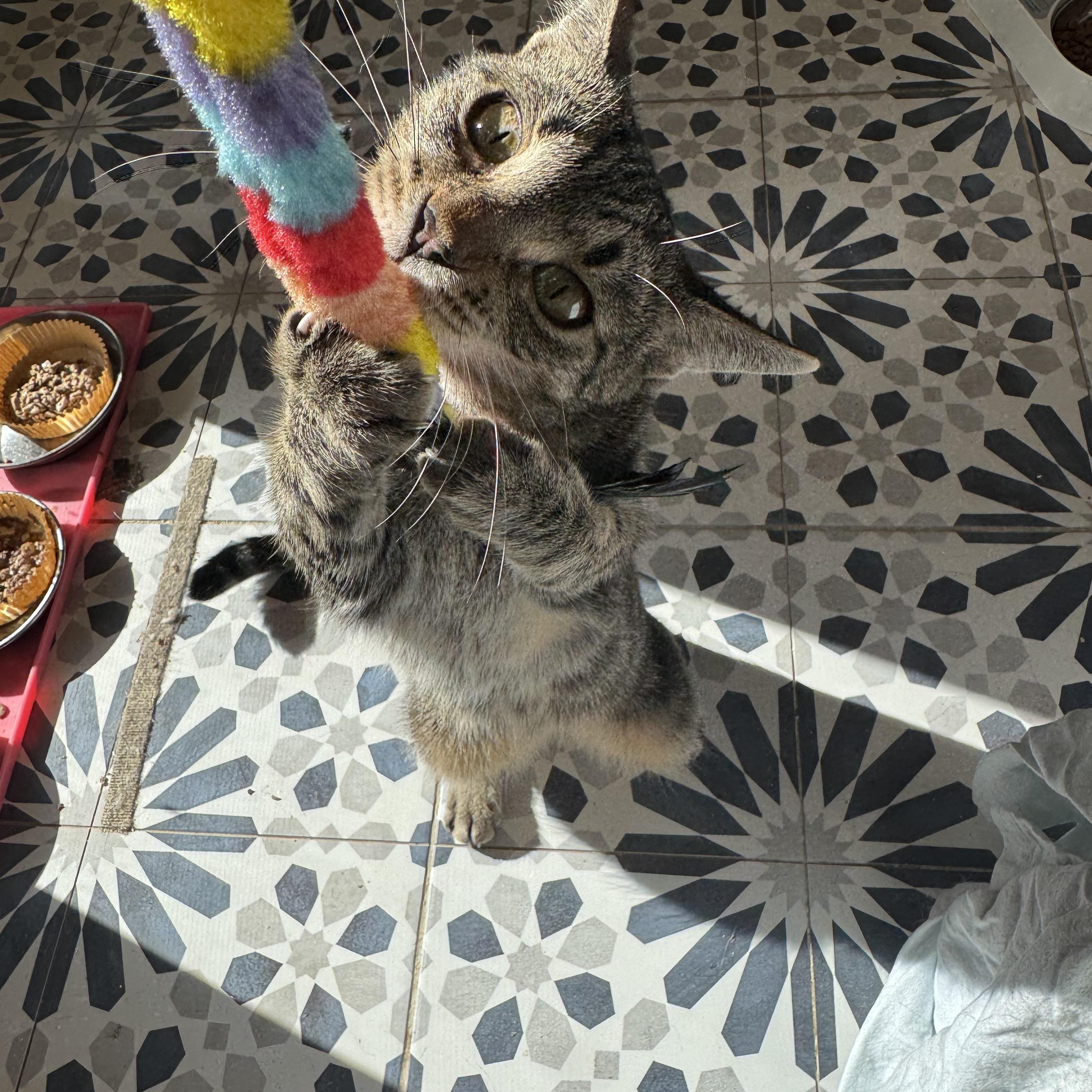 Enlarge Coco, a Adoptable Domestic Short Hair in Ridgefield, CT image 5/6