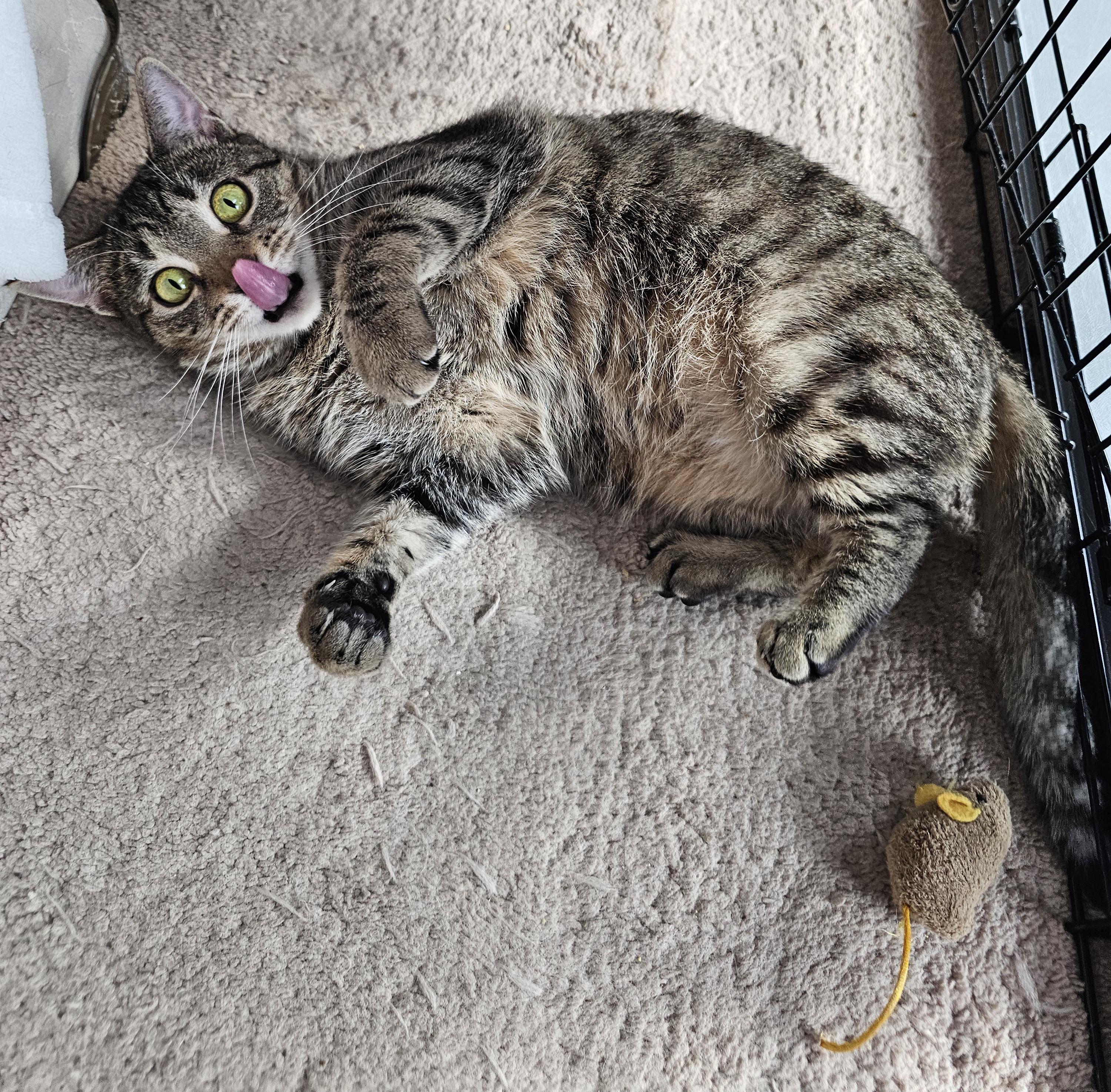 Enlarge Coco, an adoption pending Domestic Short Hair in Ridgefield, CT image 2/6