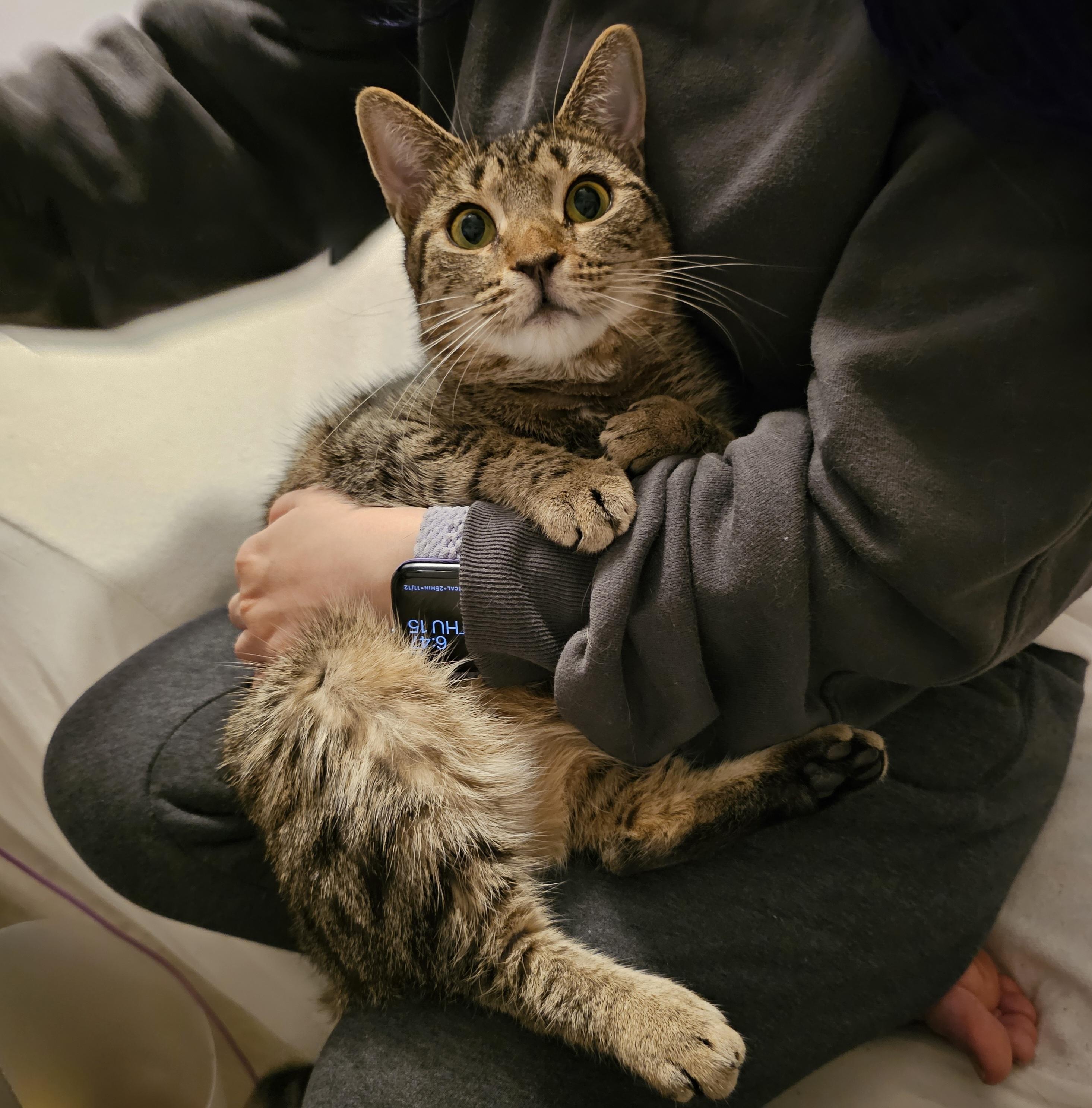 Enlarge Coco, an adoption pending Domestic Short Hair in Ridgefield, CT image 1/6