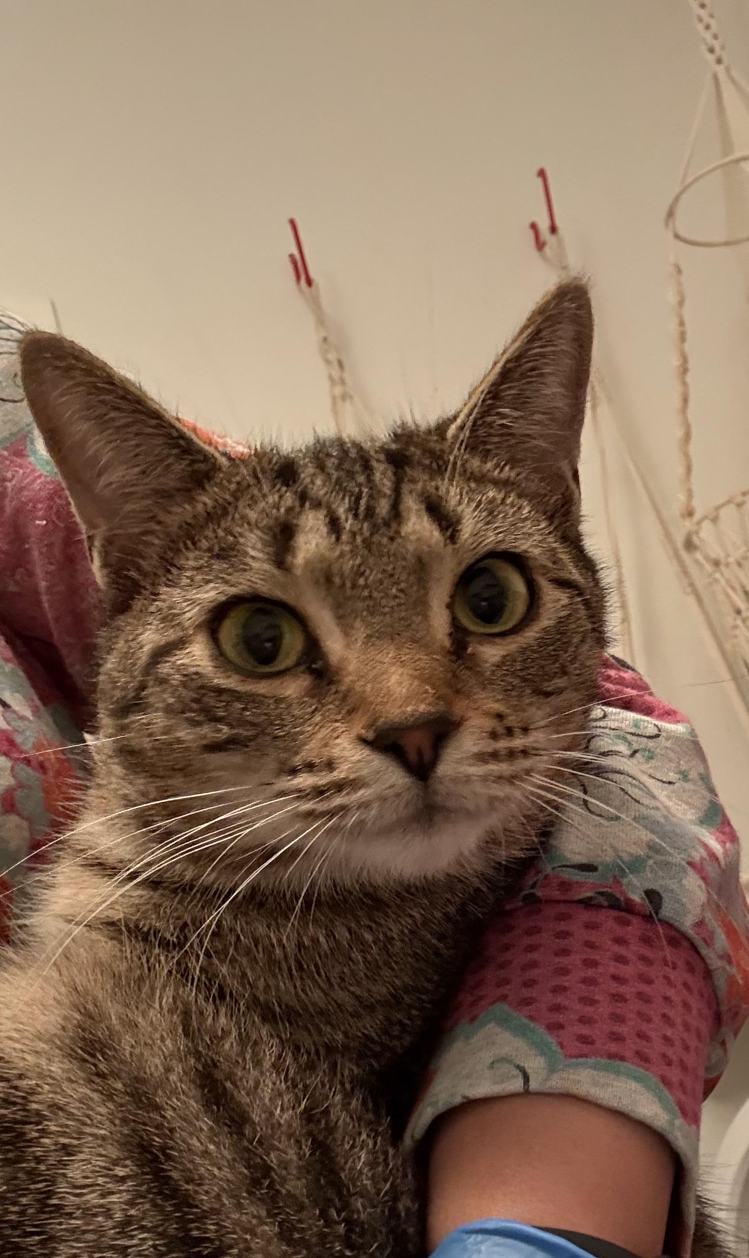 Coco, Adoptable, Young Female Domestic Short Hair.