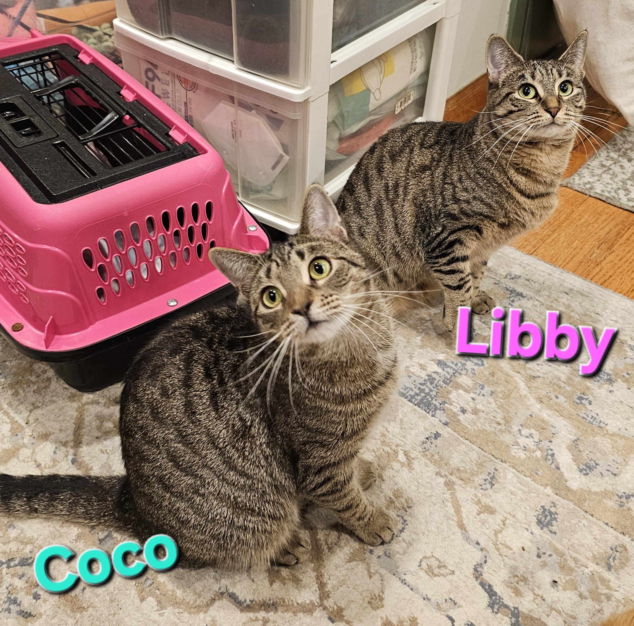 Enlarge Coco, an adoption pending Domestic Short Hair in Ridgefield, CT image 5/6