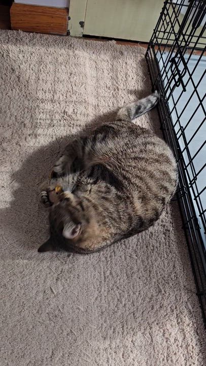 Enlarge Coco, an adoption pending Domestic Short Hair in Ridgefield, CT video 6/6