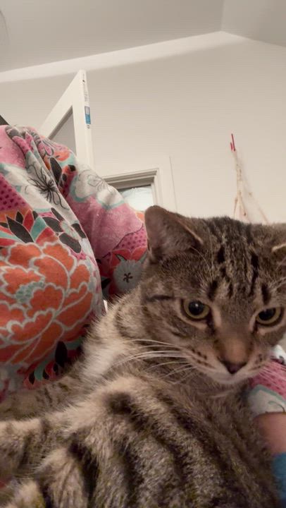 Enlarge Coco, a Adoptable Domestic Short Hair in Ridgefield, CT video 3/6