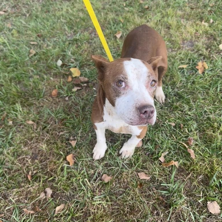 Enlarge Cora, an adopted mixed breed in Valdosta, GA image 1/2