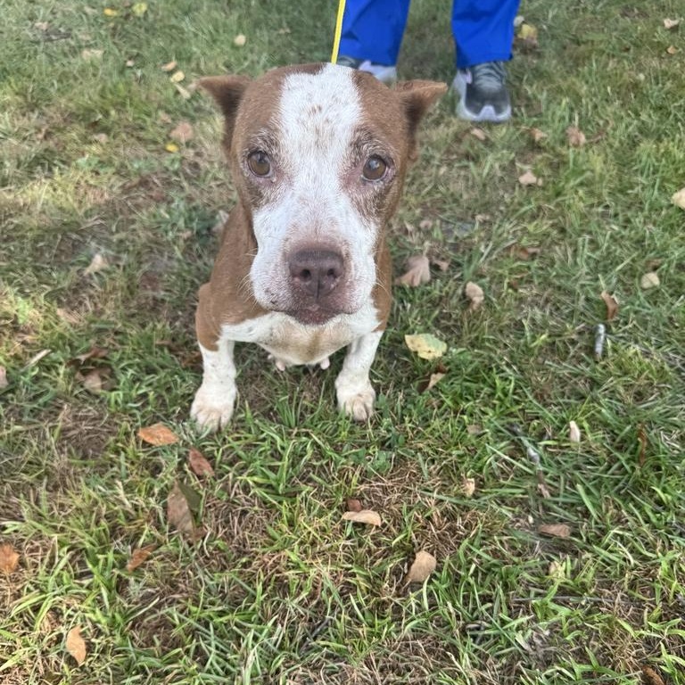 Enlarge Cora, an adopted mixed breed in Valdosta, GA image 2/2