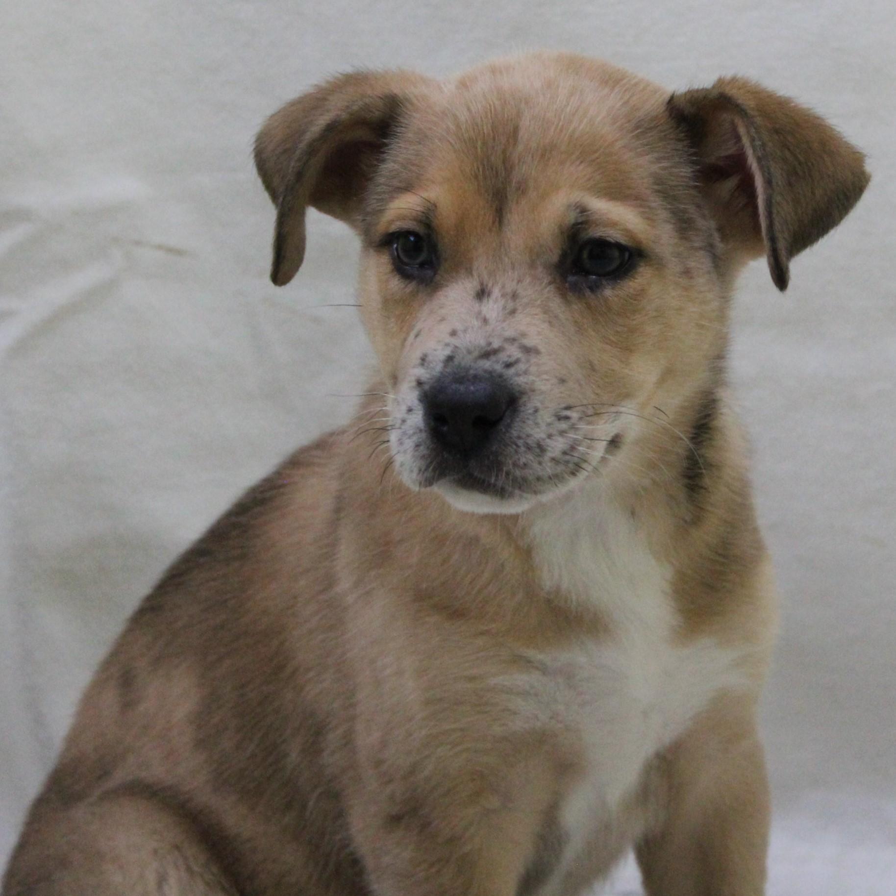 Tic Tac Toast thumbnail 4