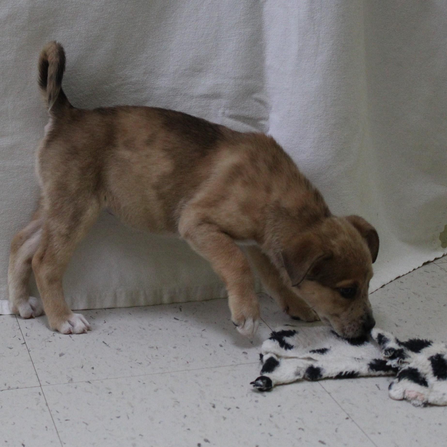 Tic Tac Toast thumbnail 6