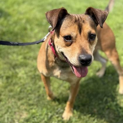 Robyn, Adoptable, Young Female Mixed Breed.