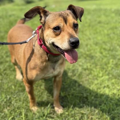 Enlarge Robyn, a Adoptable Mixed Breed in Janesville, WI image 2/2