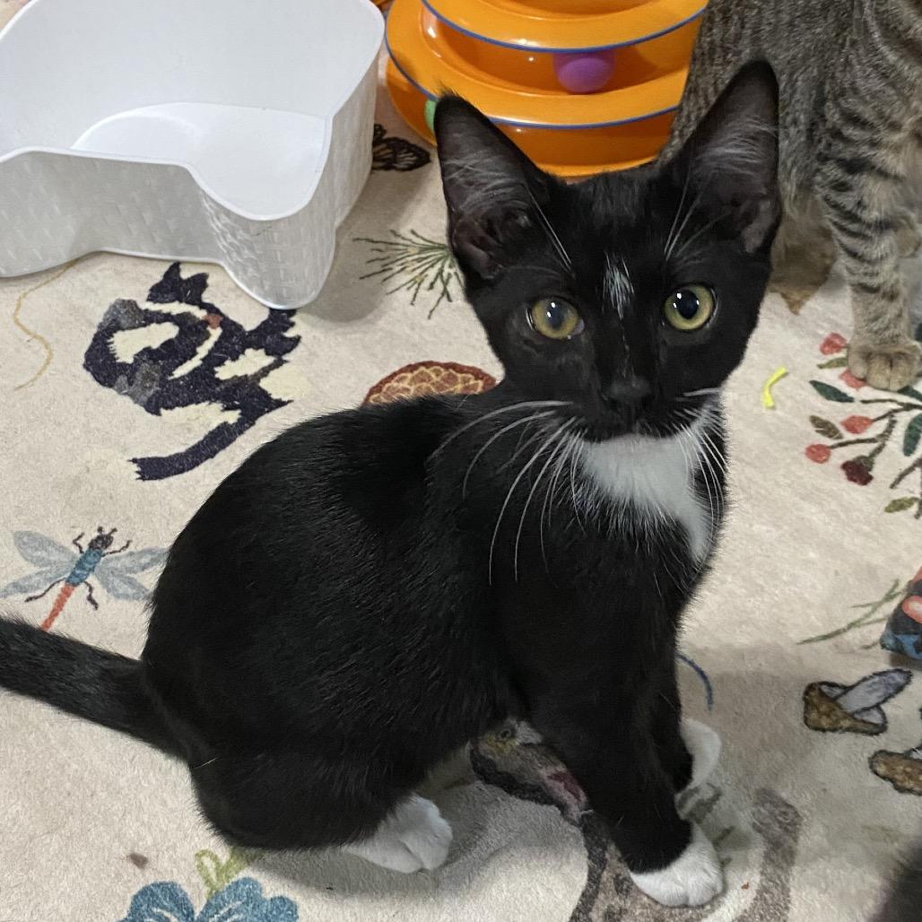Enlarge Archie, a Adoptable Domestic Short Hair in Denison, TX image 1/2