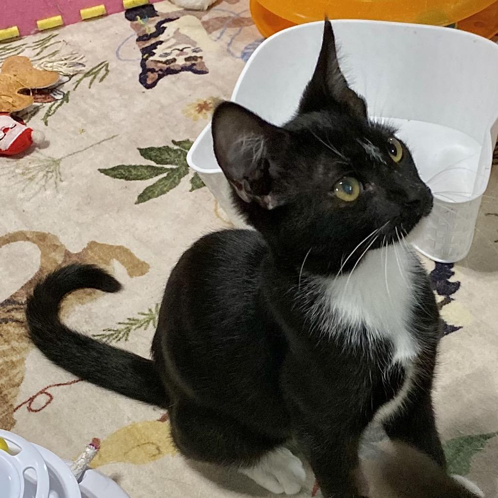 Enlarge Archie, a Adoptable Domestic Short Hair in Denison, TX image 2/2
