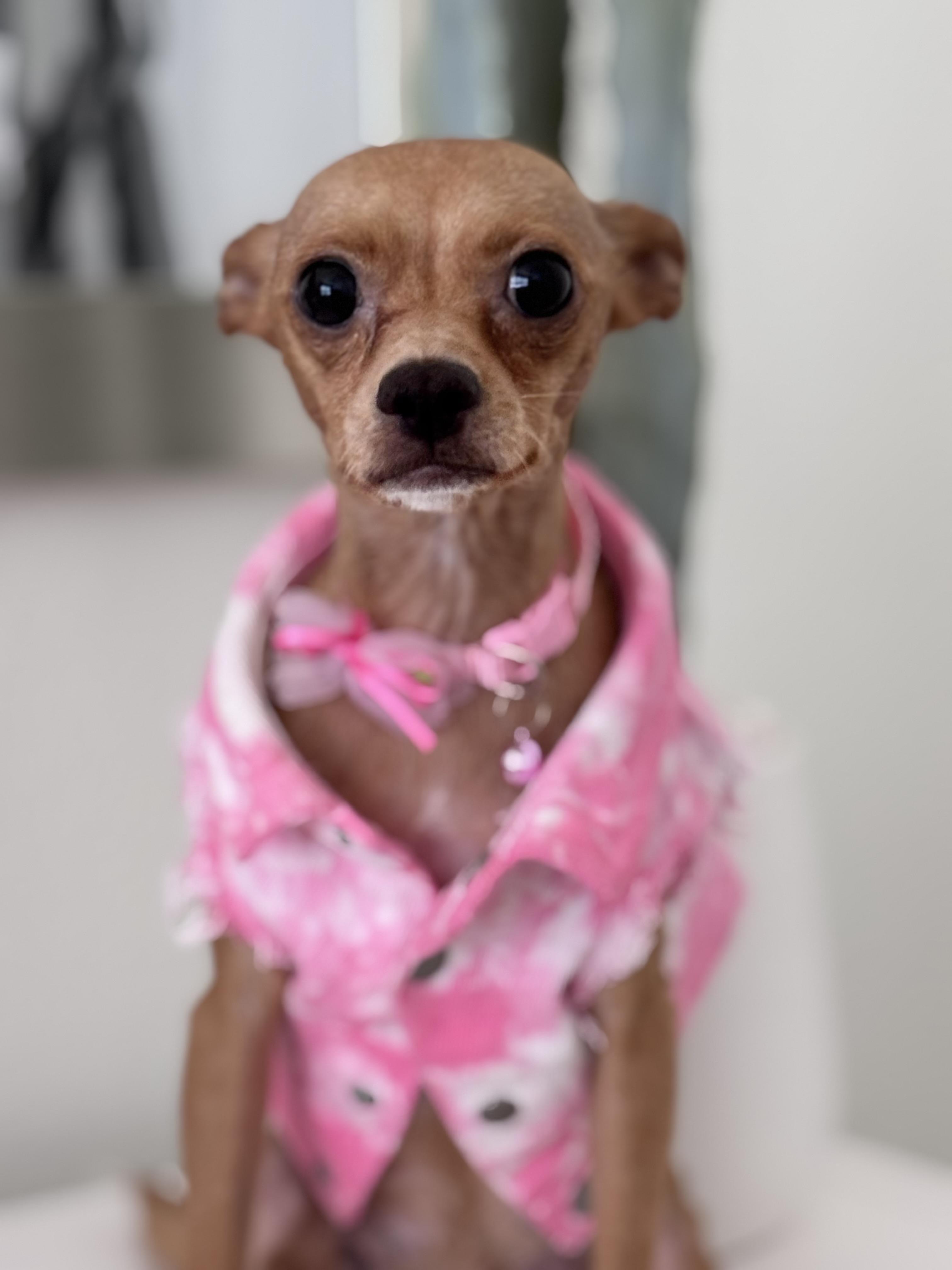 Honey, a ADOPTABLE Chihuahua in Homosassa Springs, FL image 2/4
