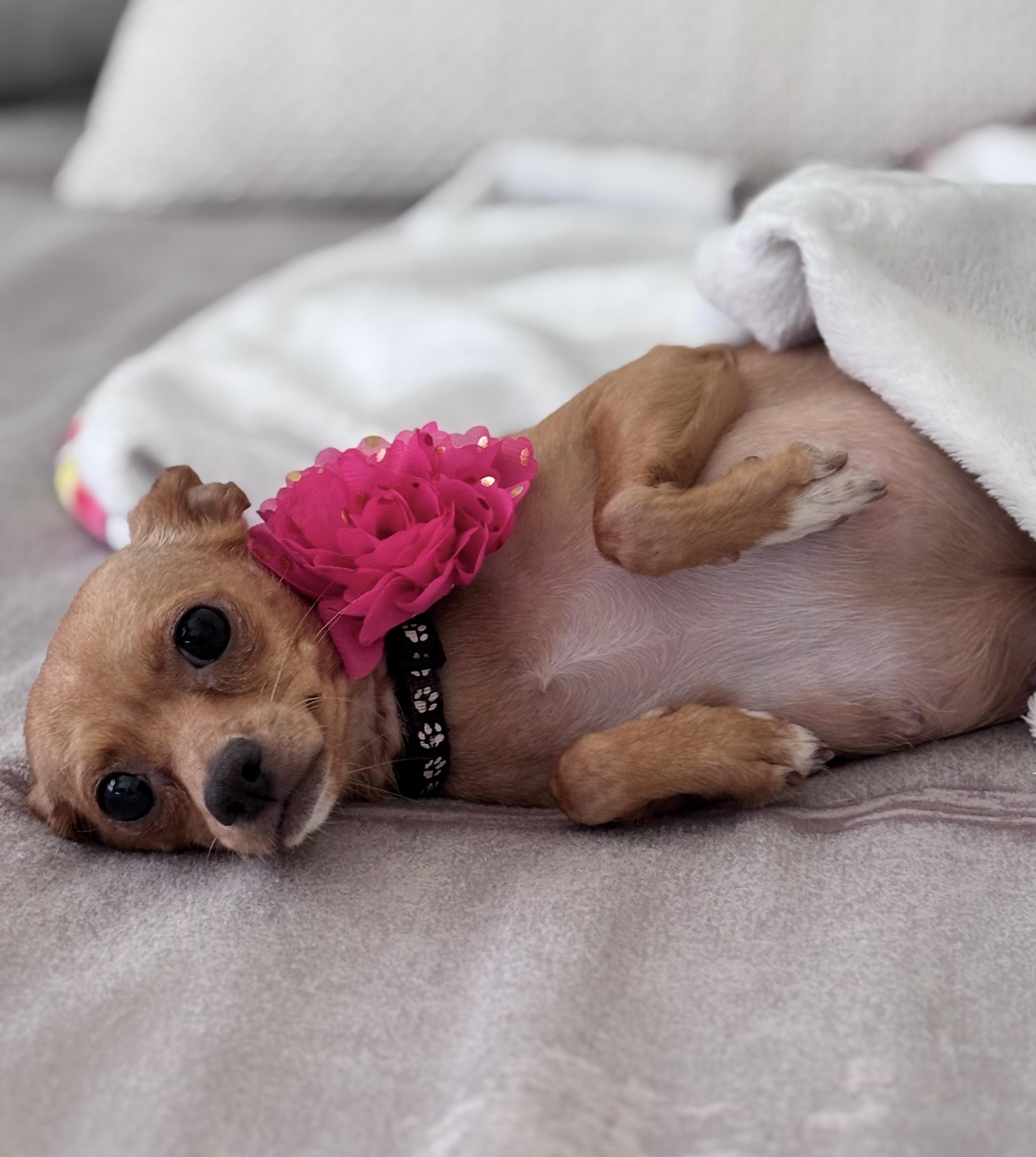 Honey, ADOPTABLE, Adult Female Chihuahua.
