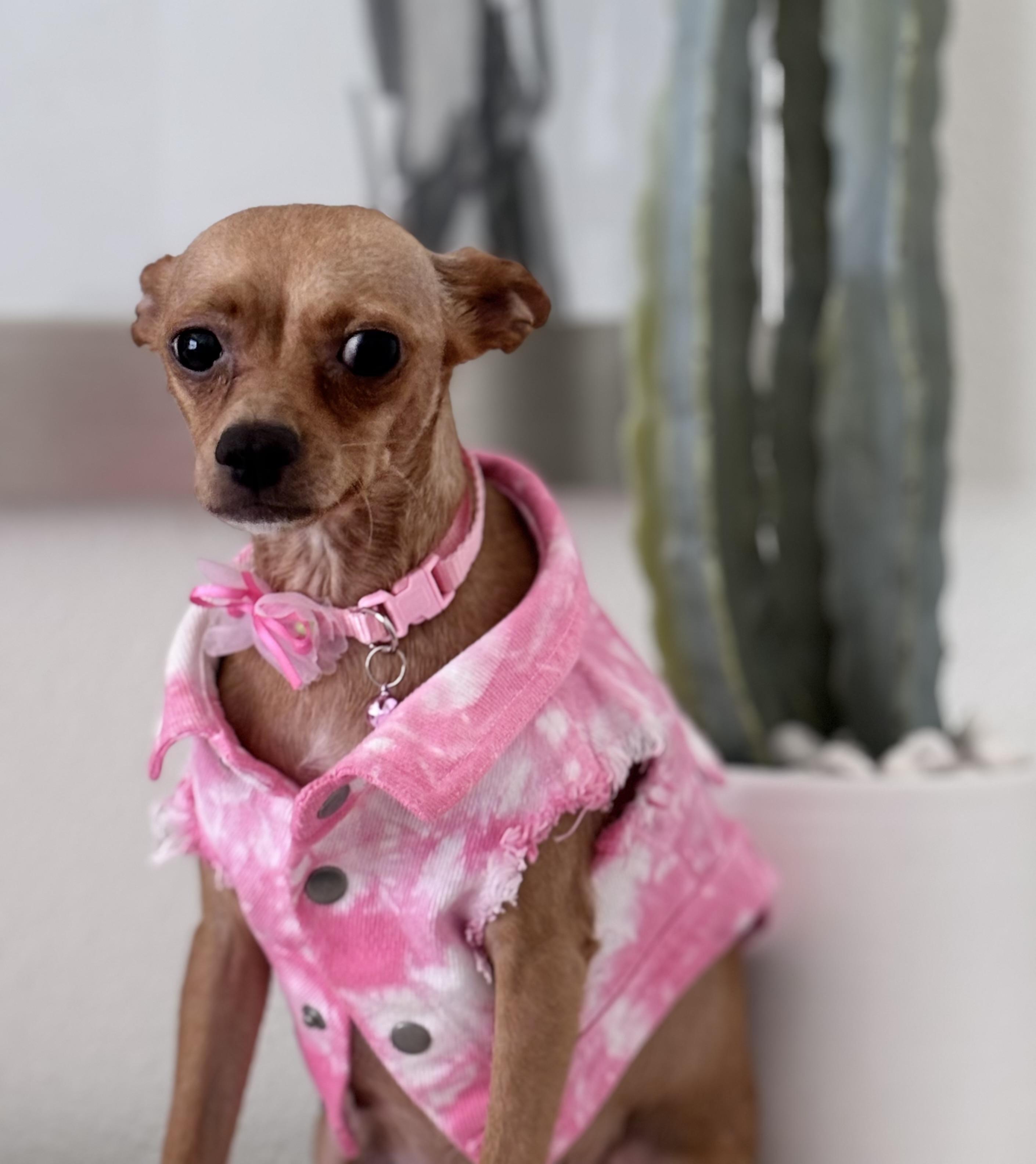 Honey, a ADOPTABLE Chihuahua in Homosassa Springs, FL image 3/4