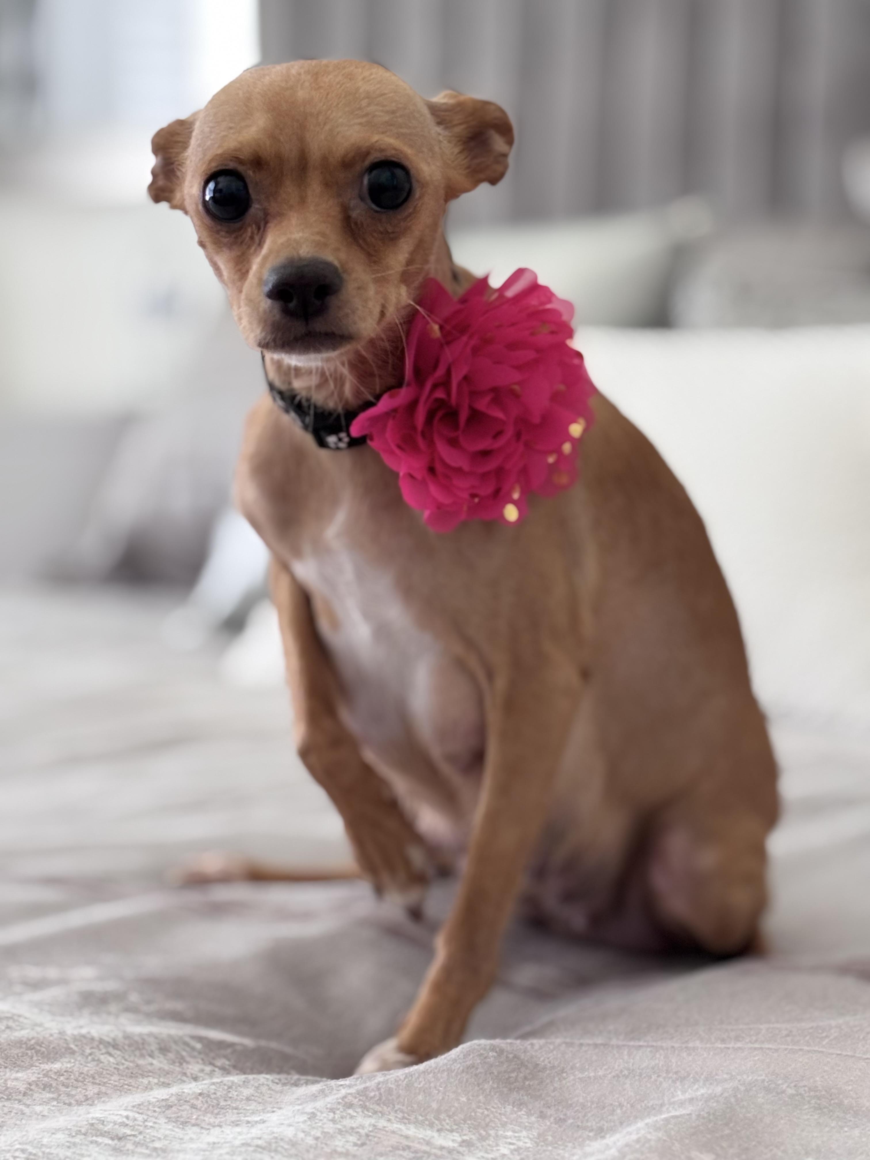 Honey, a ADOPTABLE Chihuahua in Homosassa Springs, FL image 4/4