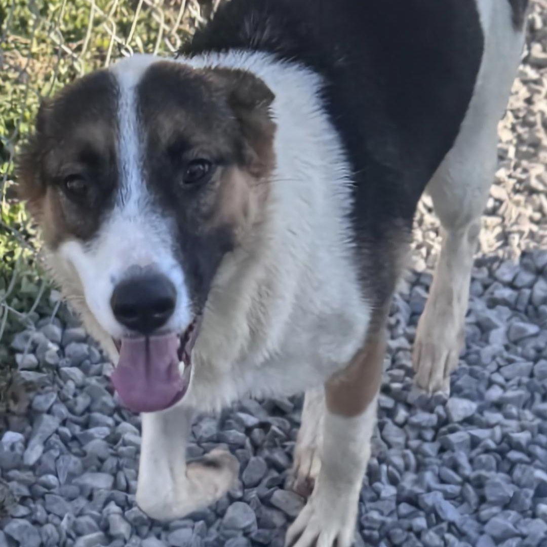 Enlarge Malaylay, a Adoptable German Shepherd Dog in Raphine, VA image 3/6