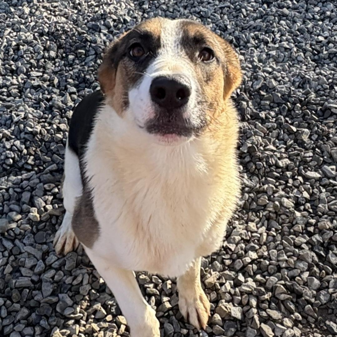 Enlarge Malaylay, a Adoptable German Shepherd Dog in Raphine, VA image 6/6
