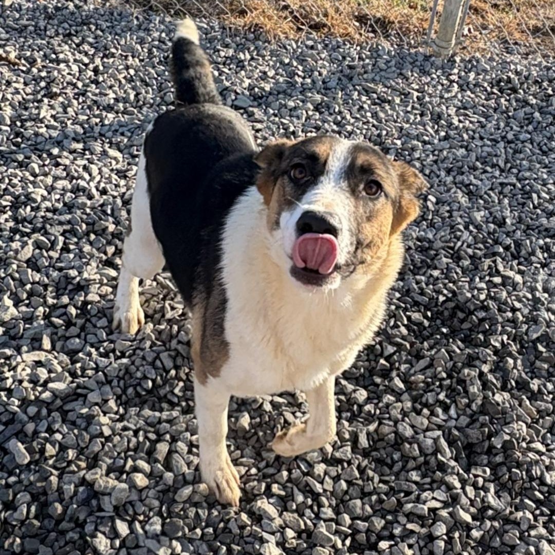 Enlarge Malaylay, a Adoptable German Shepherd Dog in Raphine, VA image 2/6