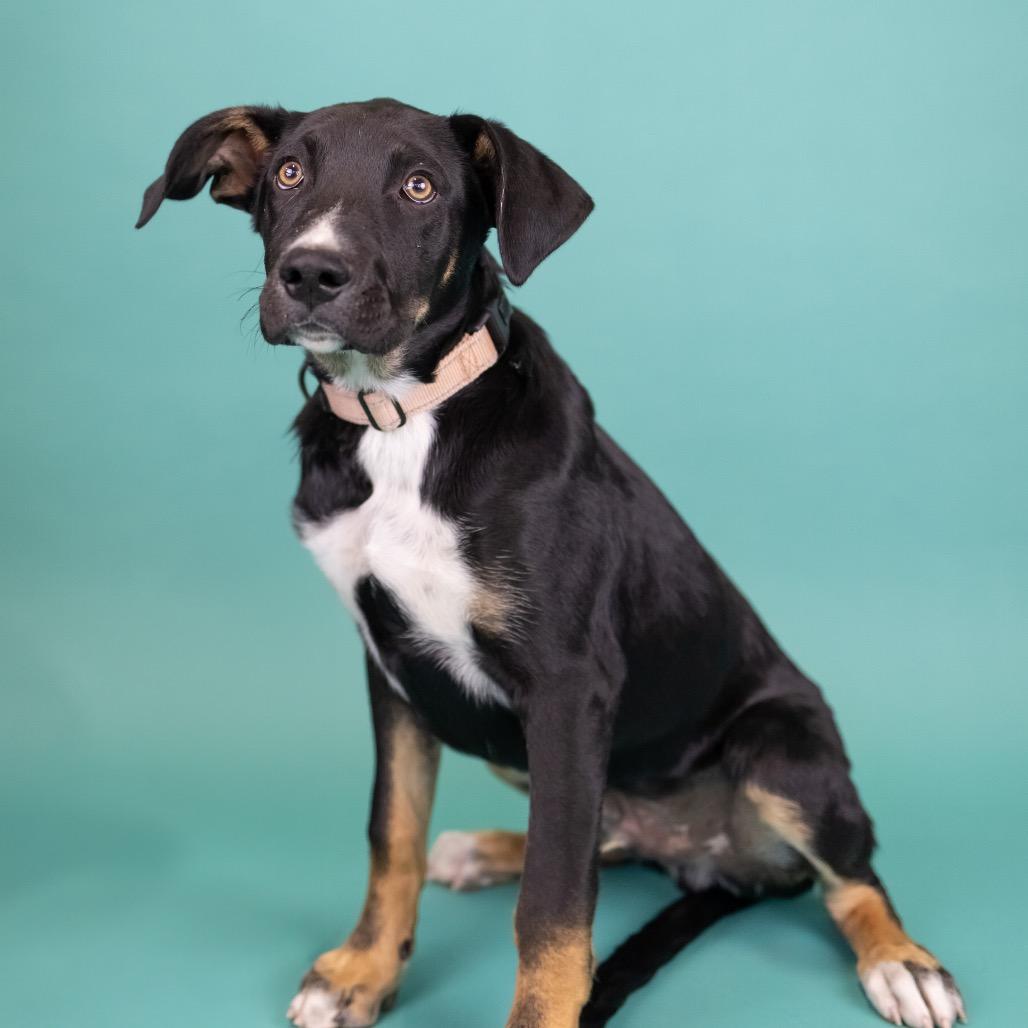 Quasimodo, Adoptable, Puppy Male Mixed Breed.