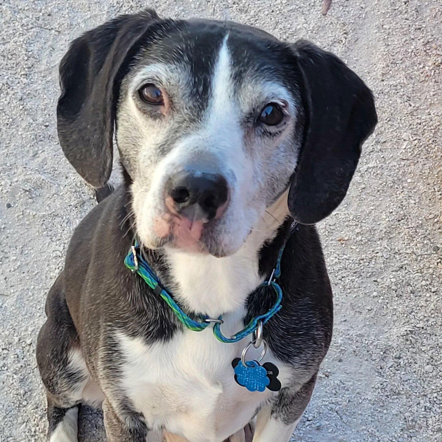 Rocky, Adopted, Senior Male Beagle.