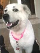 Godiva HTX AN Pearl, Adopted, Senior Female Great Pyrenees.
