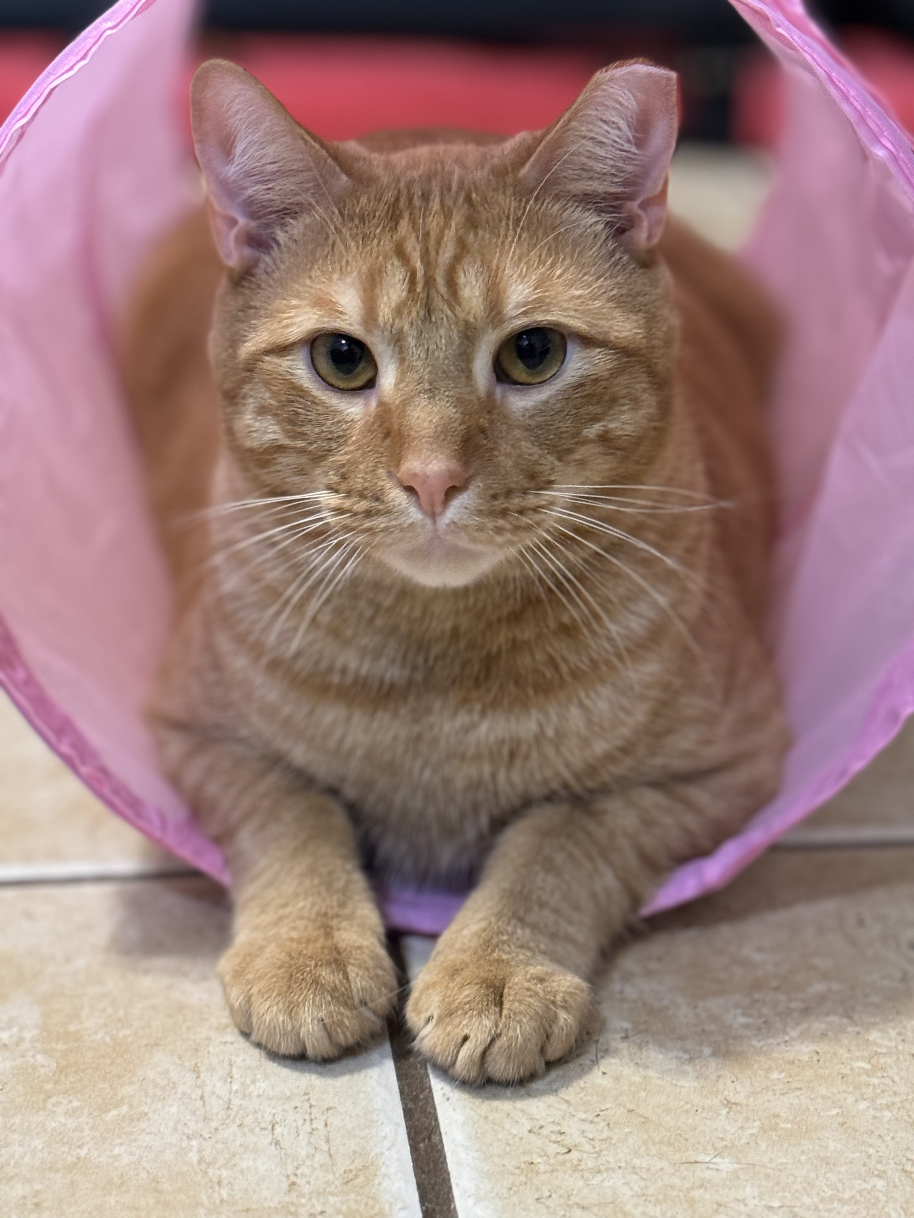 ADAM, a Adoptable Domestic Short Hair in Hamilton, NJ image 4/5