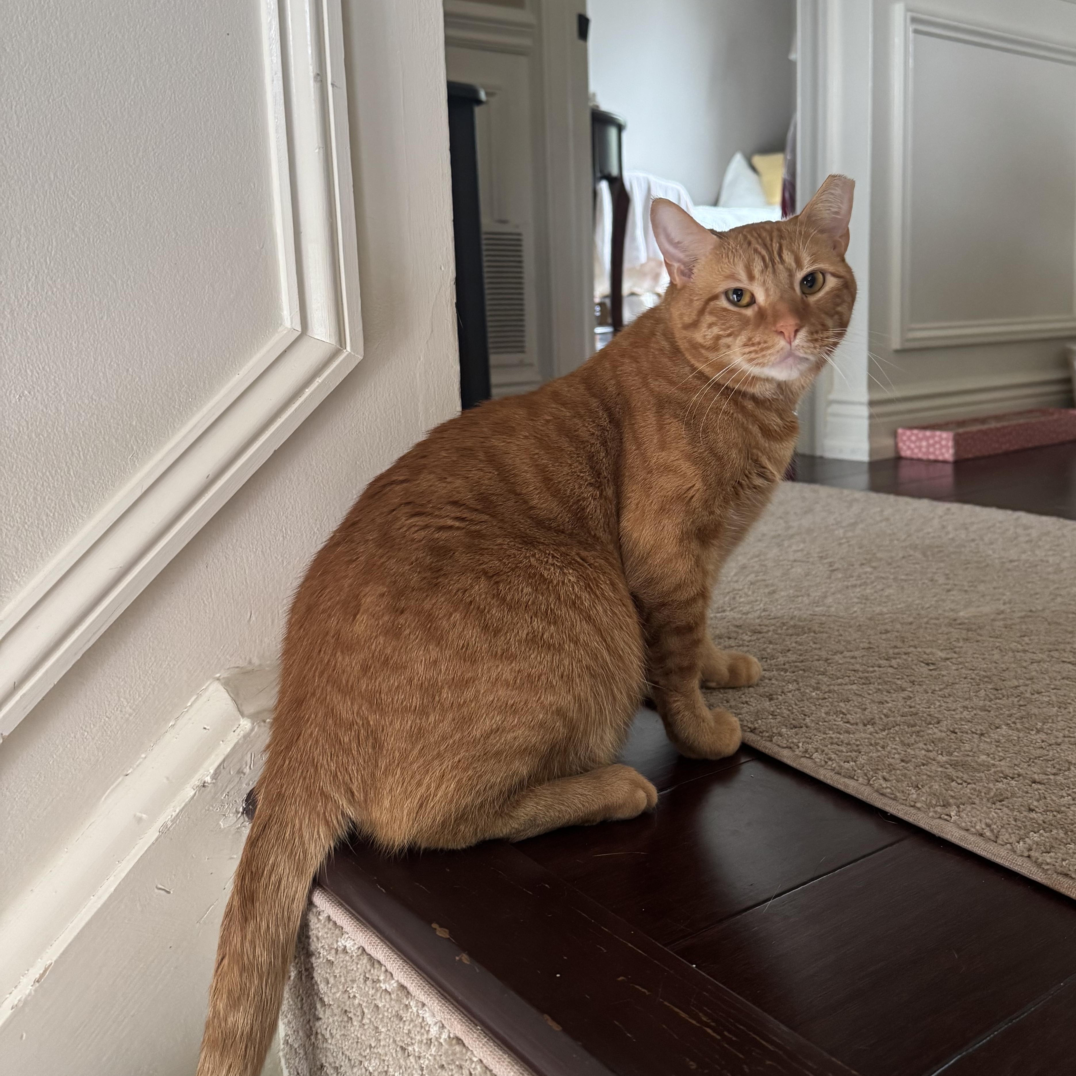 ADAM, a Adoptable Domestic Short Hair in Hamilton, NJ image 5/5