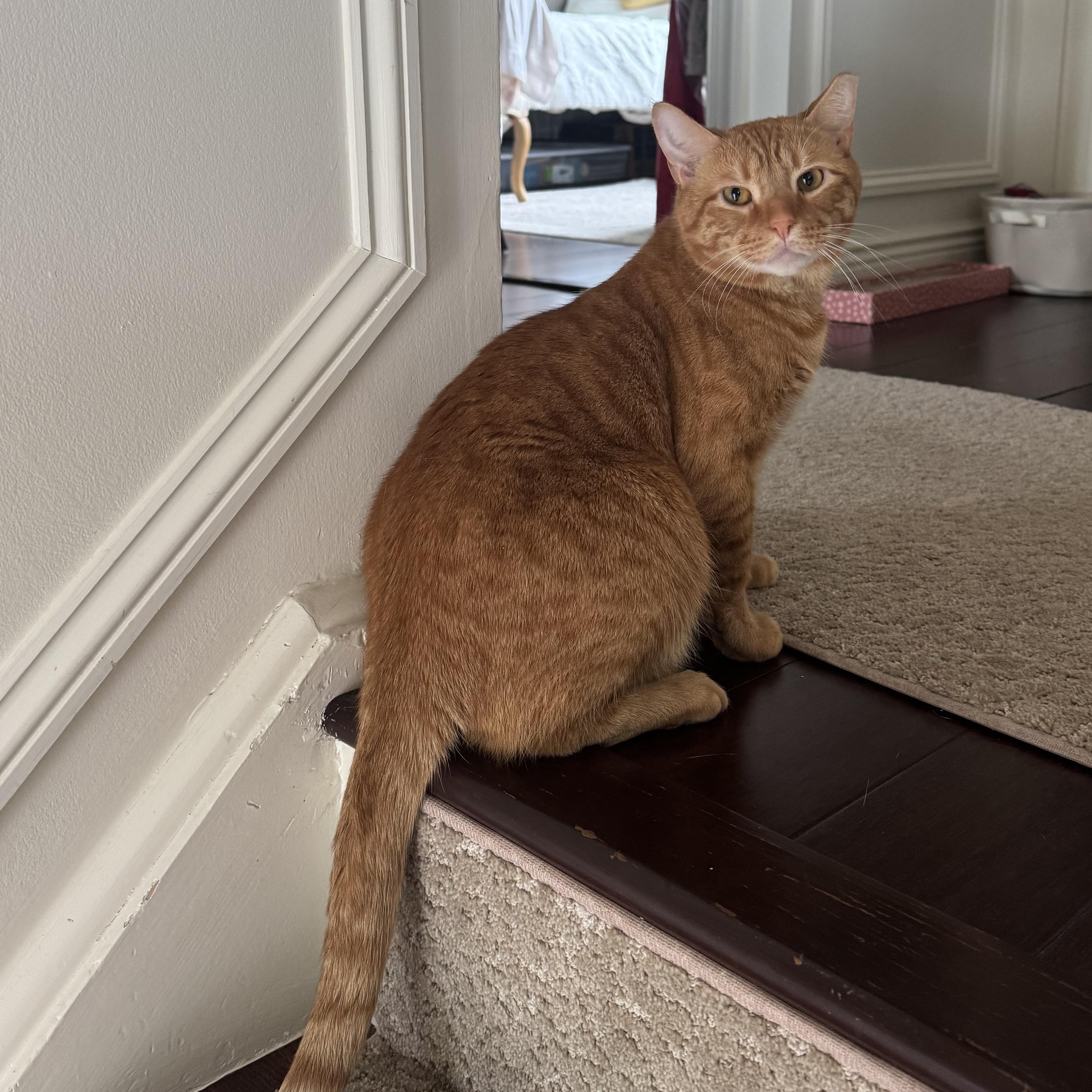 ADAM, a Adoptable Domestic Short Hair in Hamilton, NJ image 2/5