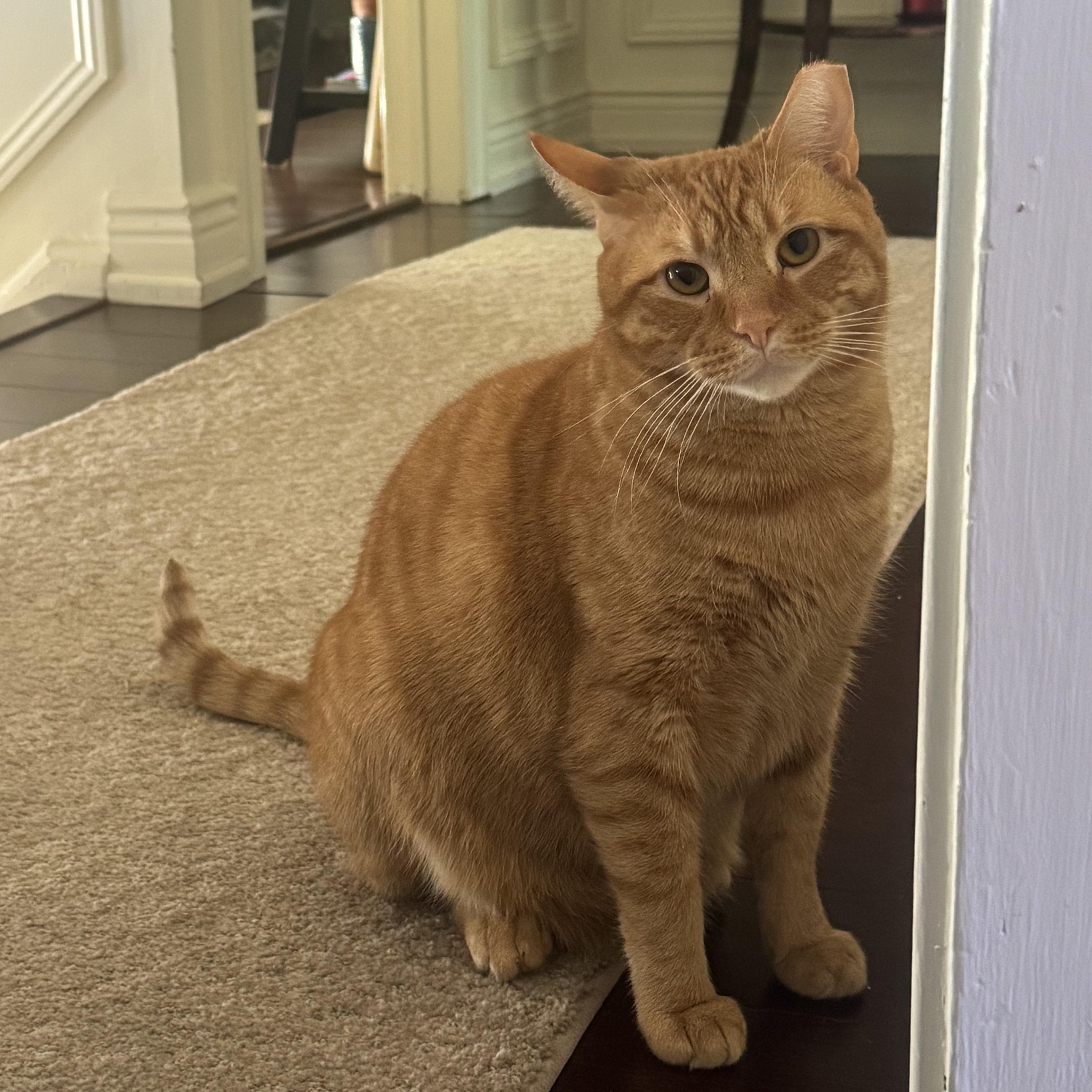 ADAM, Adoptable, Adult Male Domestic Short Hair.