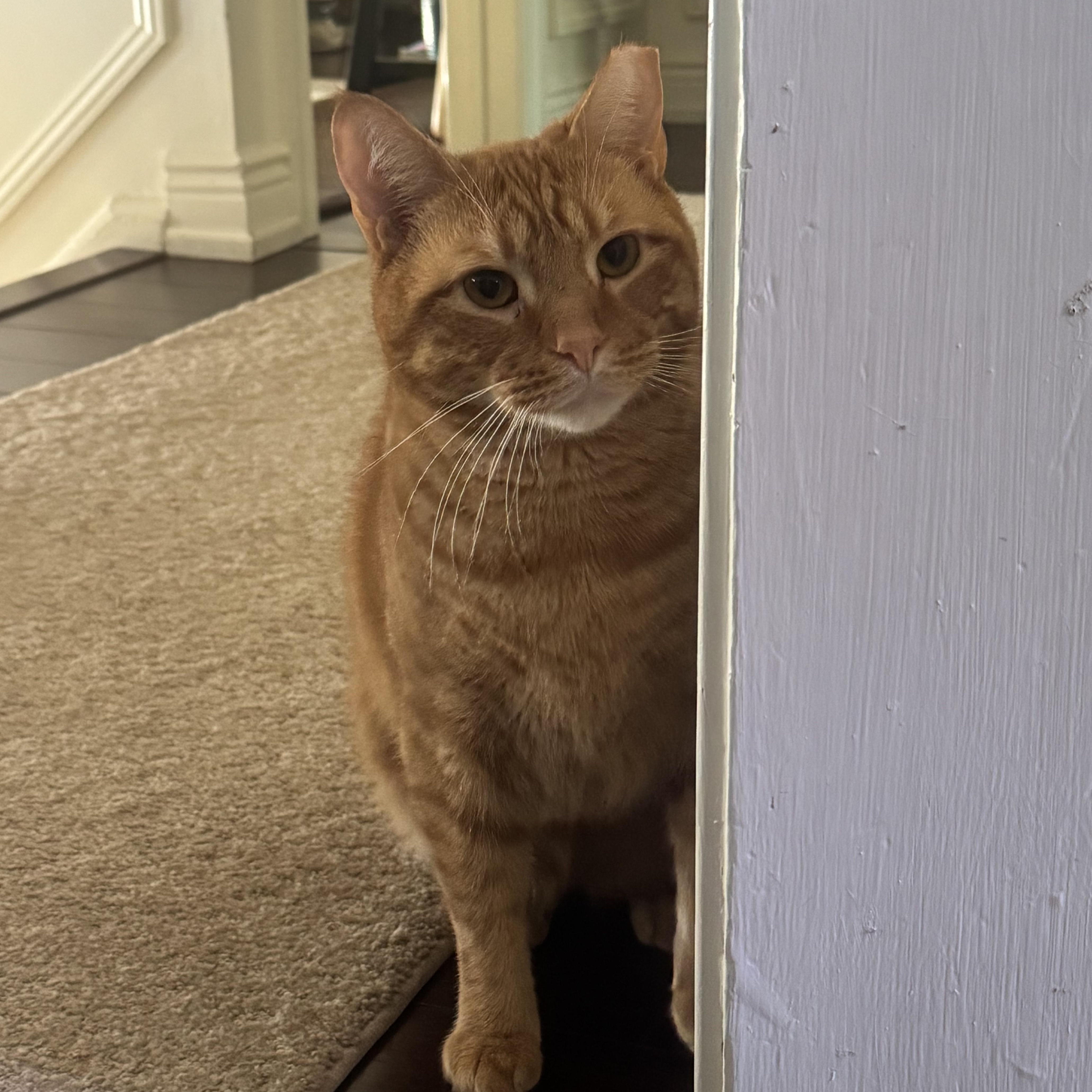 ADAM, a Adoptable Domestic Short Hair in Hamilton, NJ image 3/5